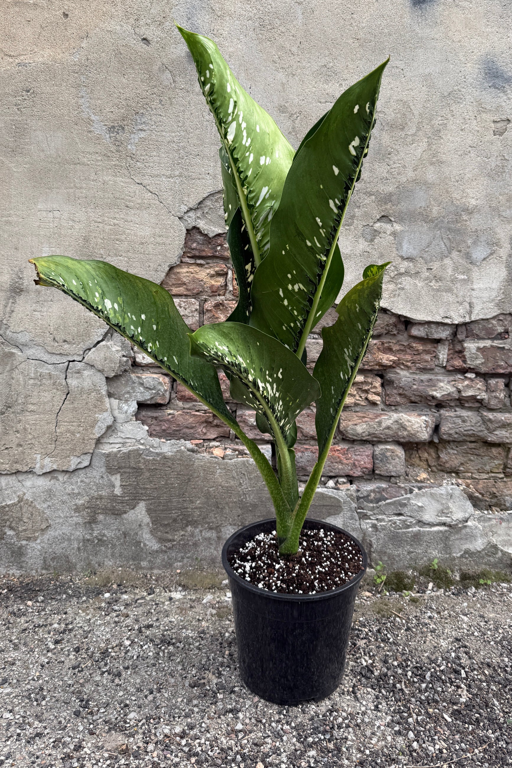 Potted Dieffenbachia 'Crocodile' plant with large green leaves in a 10" growers pot in front of a stone wall. ©Sprout Home