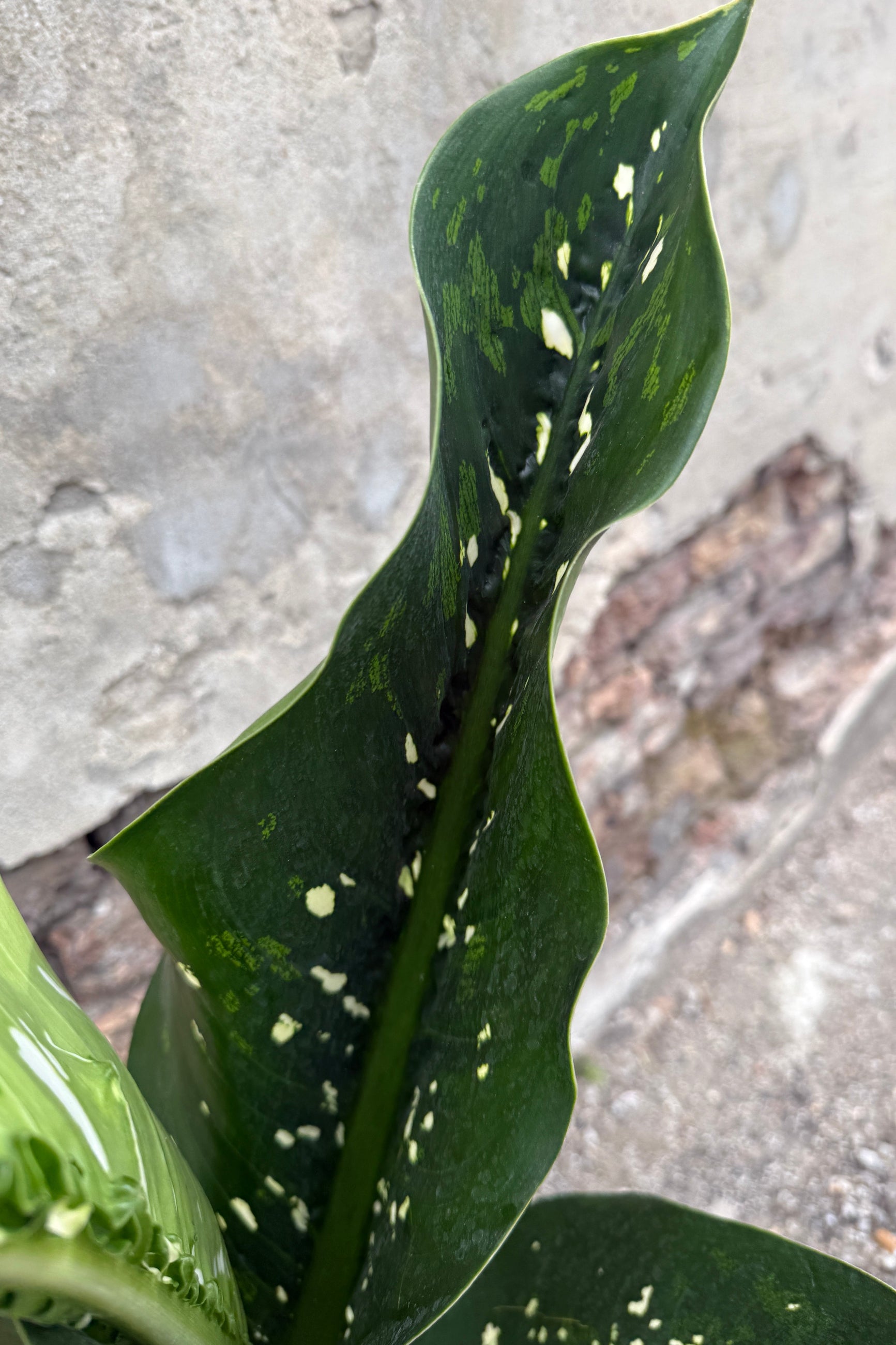 Close-up of a Dieffenbachia 'Crocodile' green leaf with white spots against a blurred concrete background ©Sprout Home