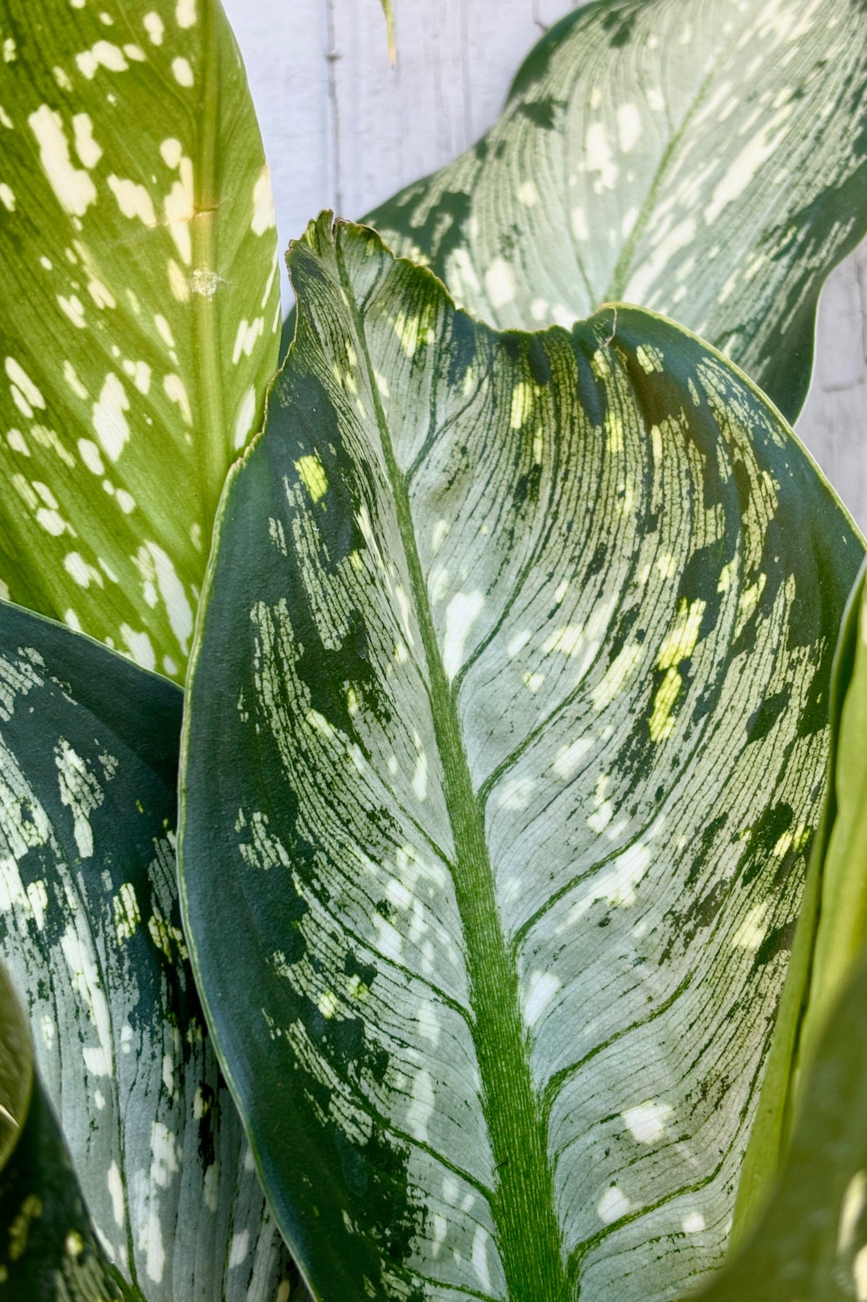 Close-up of Dieffenbachia 'Tiki' large green leaf with white spots against a light background ©Sprout Home