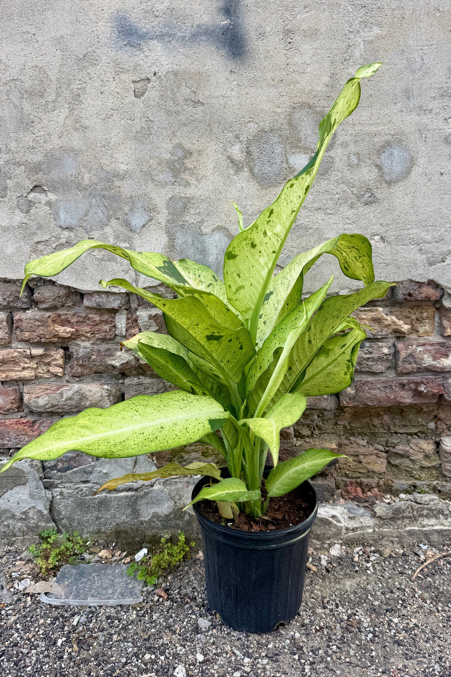 Dieffenbachia 'Maui Wowie' in an 8" growers pot agaist a concrete and brick wall ©Sprout Home