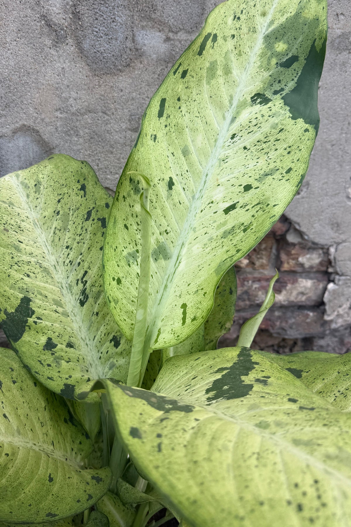 A close-up of a variegated Dieffenbachia 'Maui Wowie' leaves, set against a textured gray concrete wall. ©Sprout Home