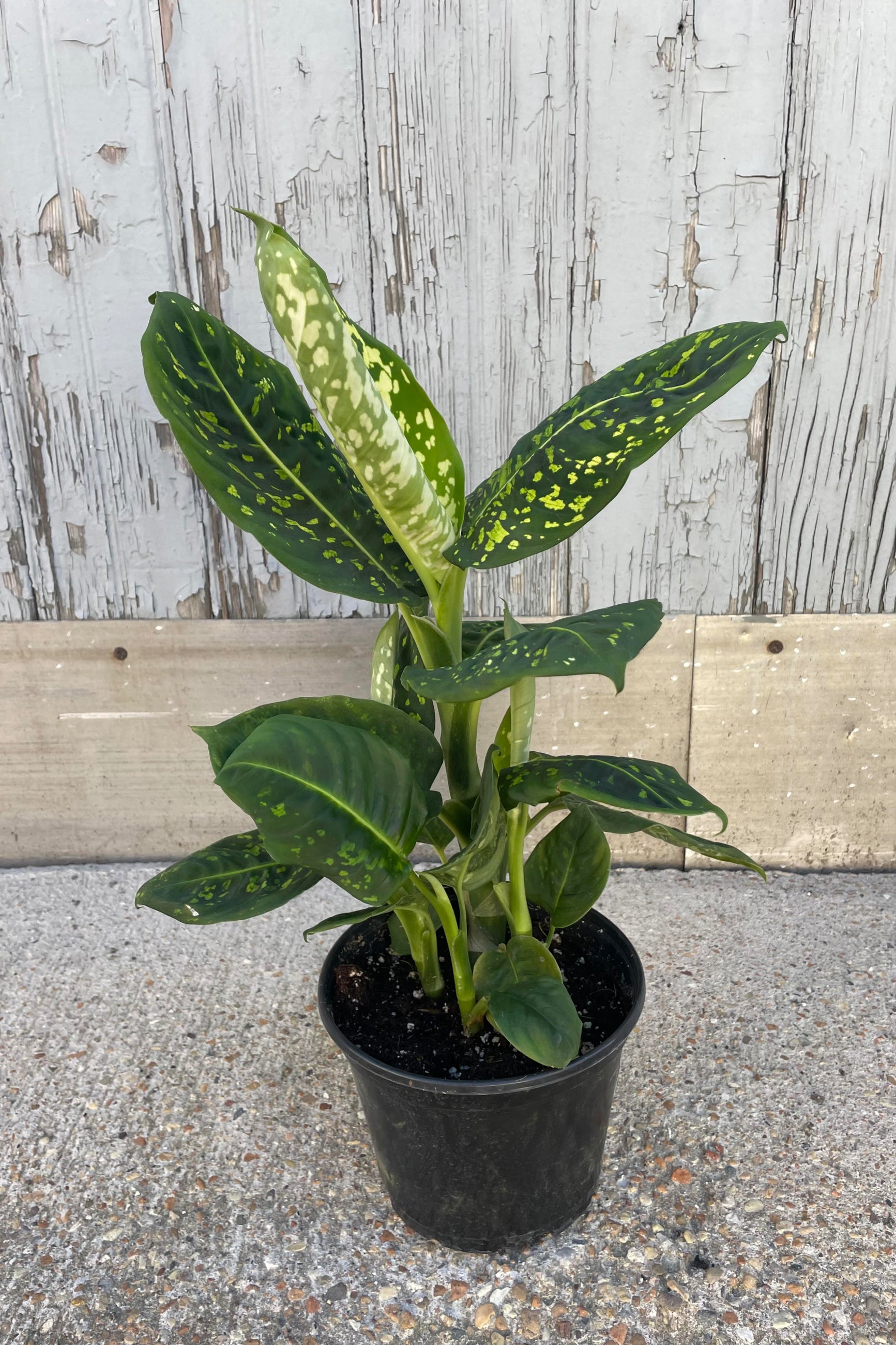 Photo of a plant with large dark green leaves and bright green spots in a black pot against a gray wall. Dieffenbachia 'Reflector' ©Sprout Home