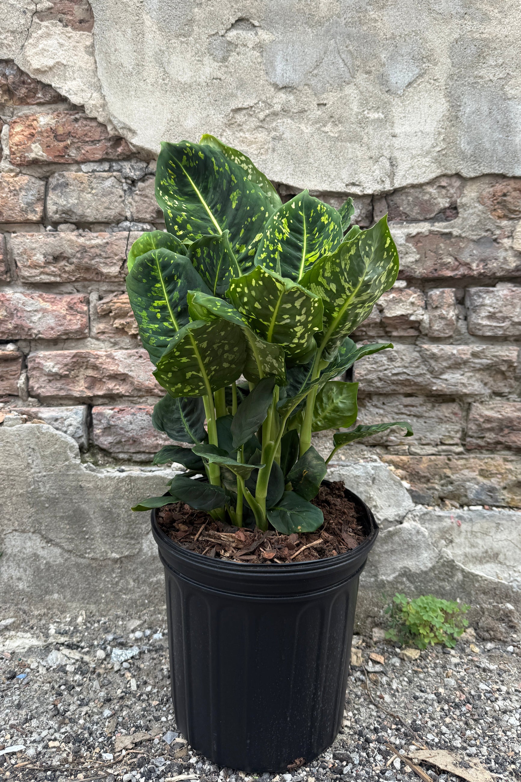 Dieffenbachia 'Reflector' in a 8" growers pot against a brick and concrete wall ©Sprout Home