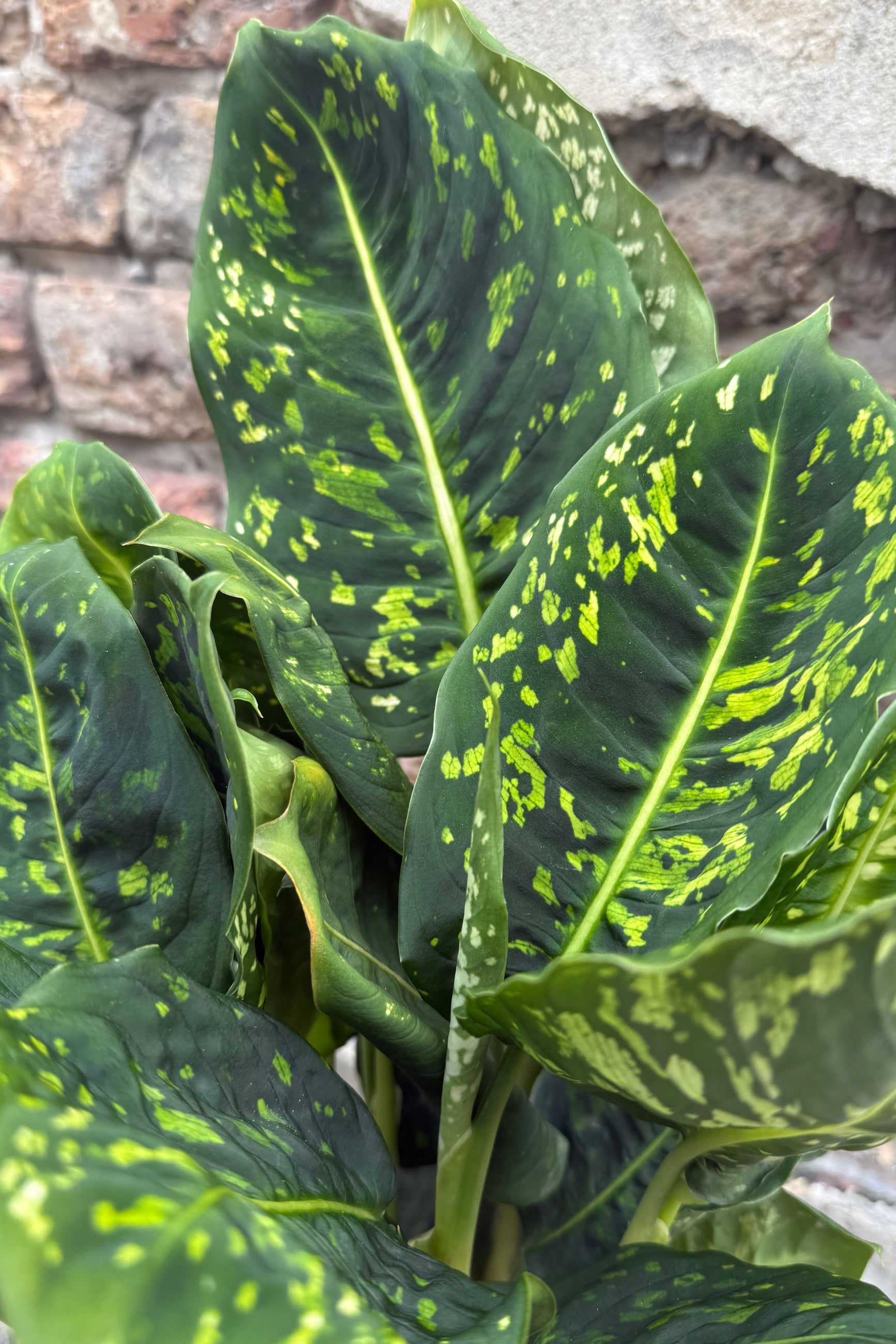 Dieffenbachia 'Reflector' leaves up close showing off the vivid green and dark green colorations ©Sprout Home