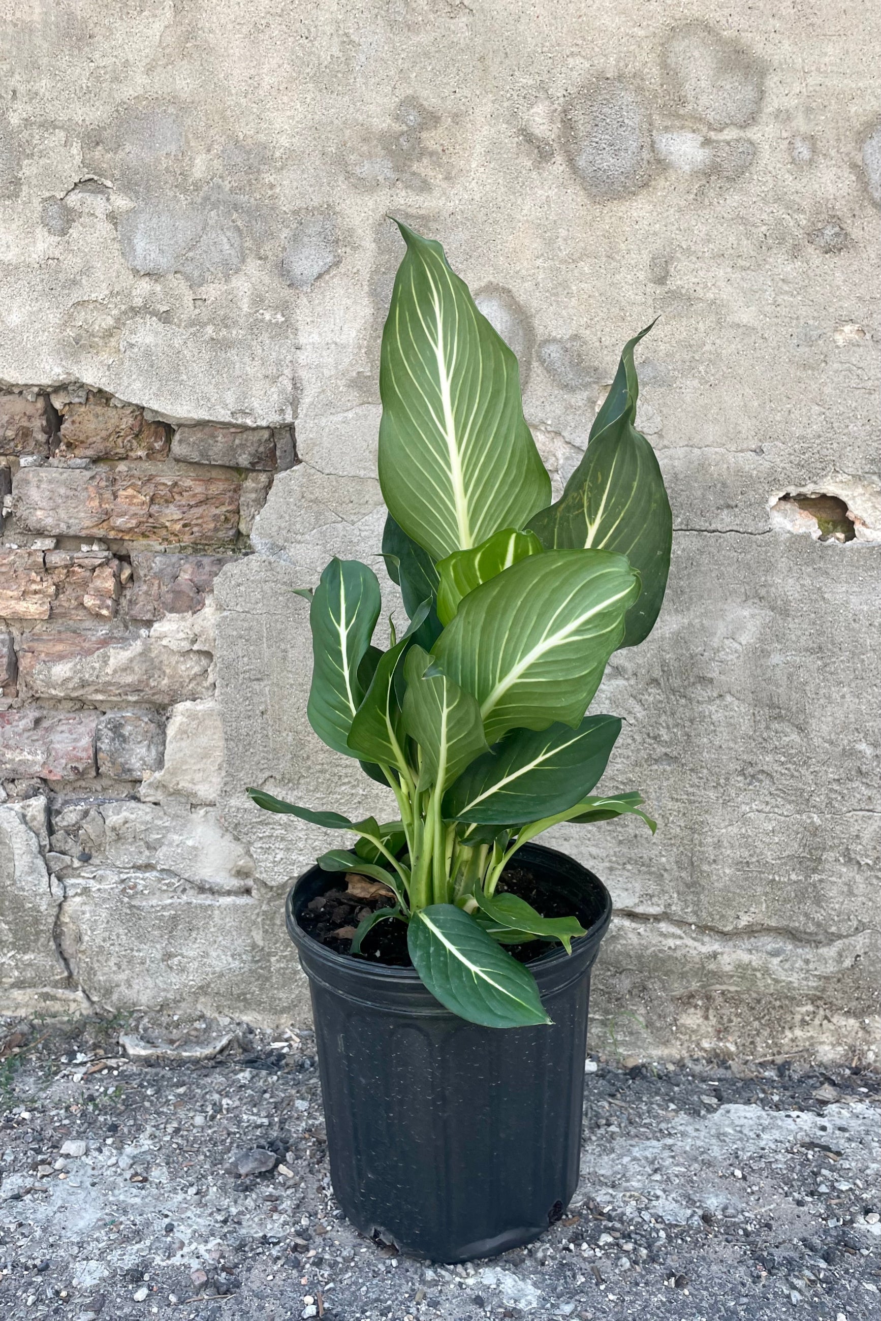 Photo of Dieffenbachia 'sterling' plant with wide green leaves with white veins against a concrete wall ©Sprout Home