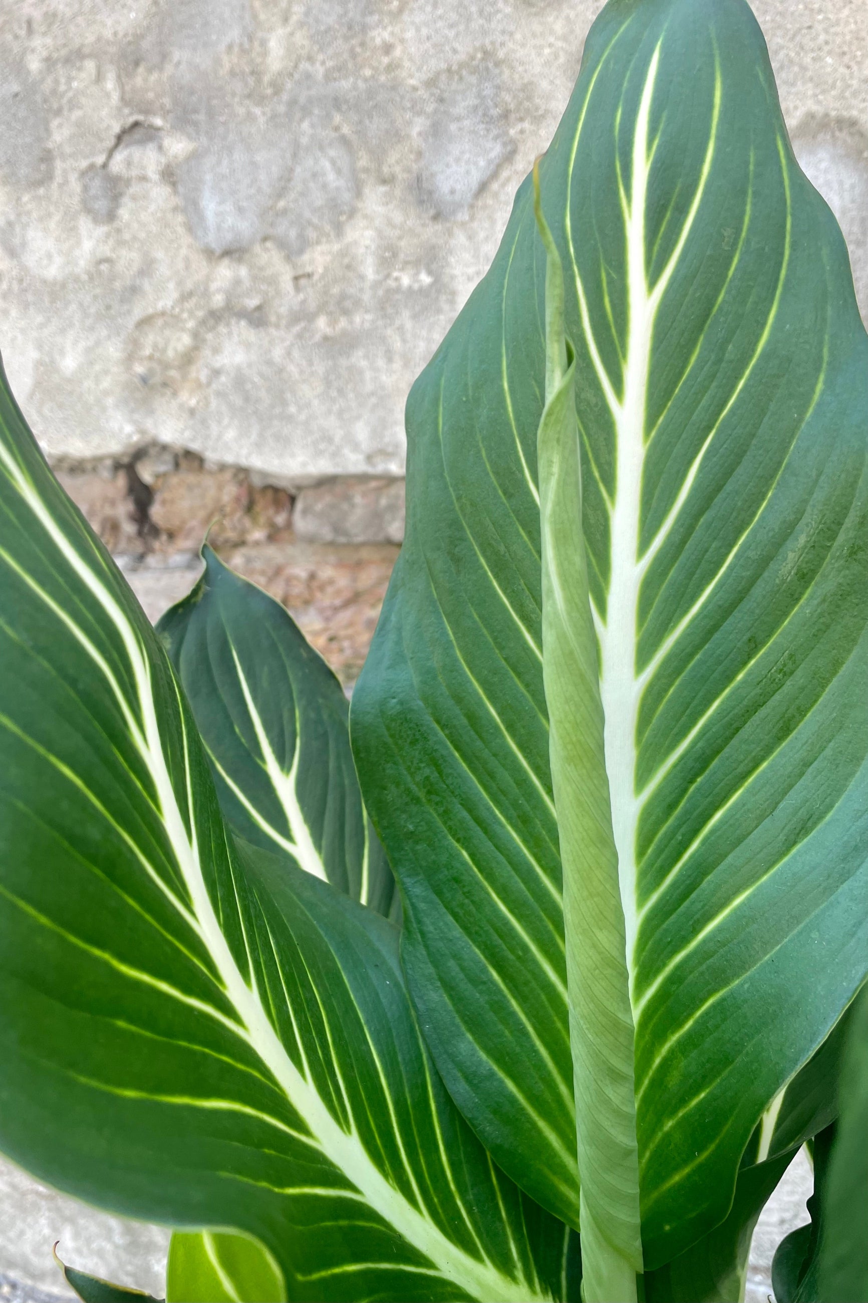 Detail photo of broad green leaf with white veins of Dieffenbachia 'sterling' plant ©Sprout Home