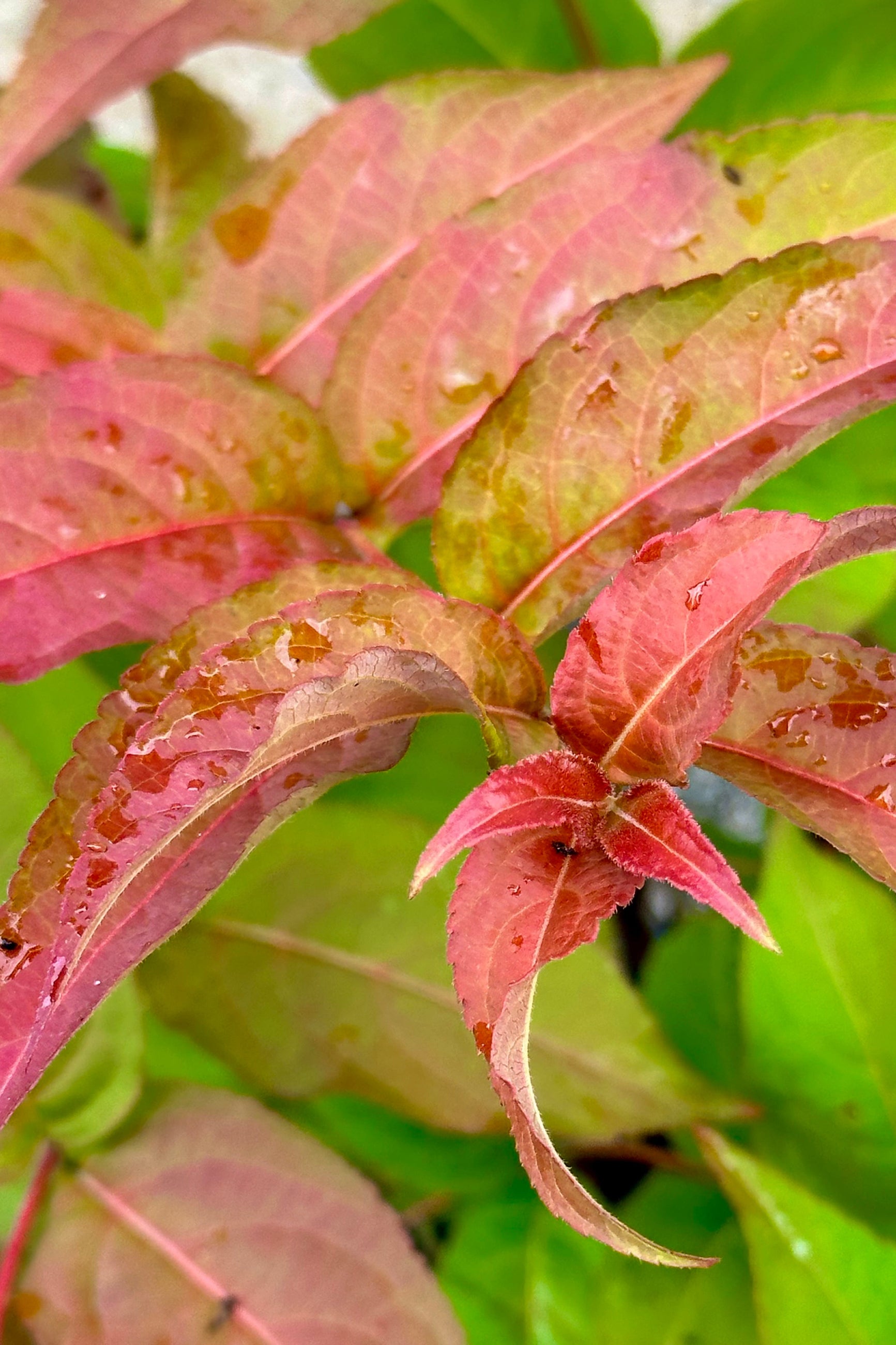 Diervilla 'Firefly' ovate to lance shaped leaves the middle of June starting to show red coloration. ©Sprout Home