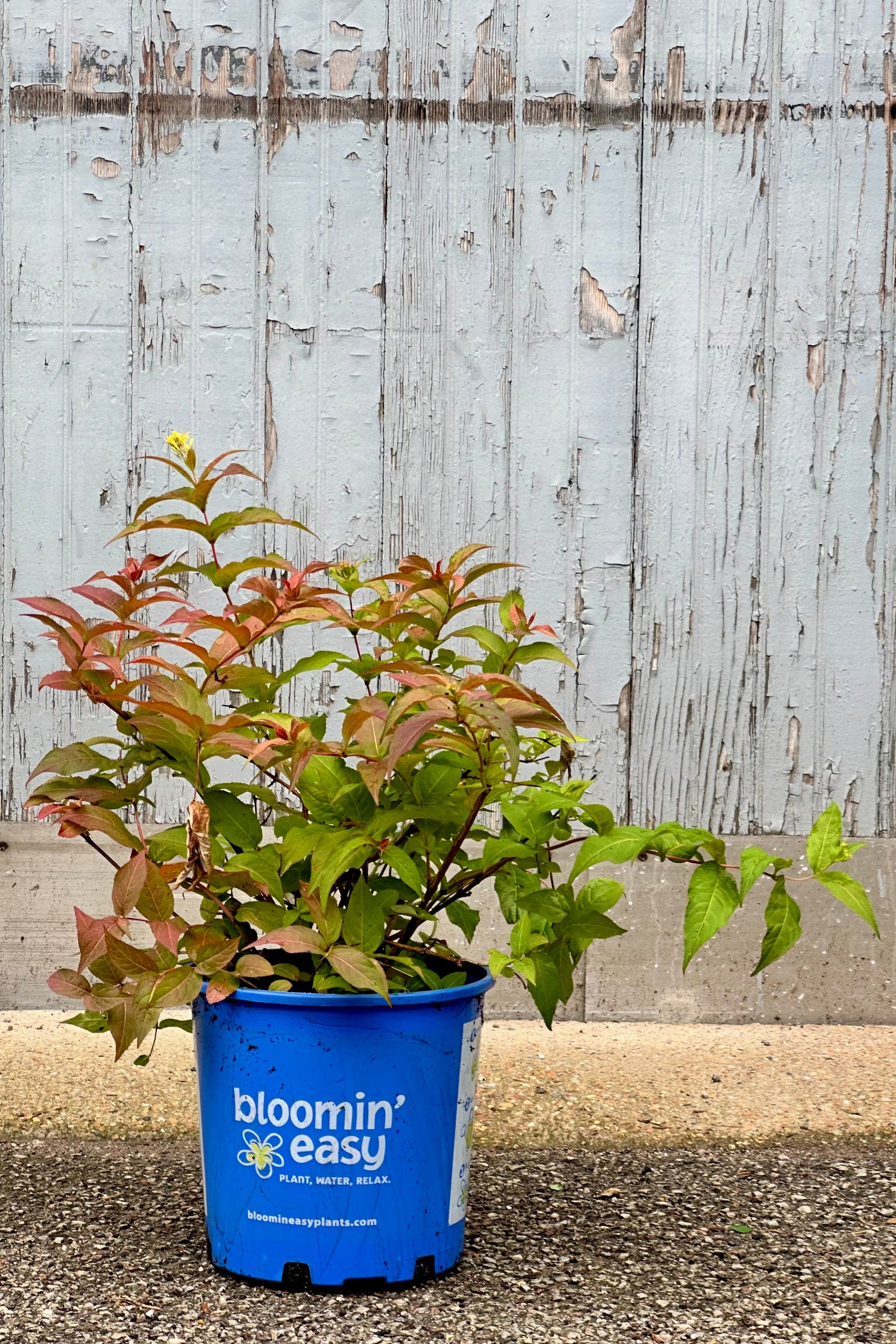 Diervilla 'Firefly' in a #2 growers pot the middle / end of June with a red / orange color starting to show on the green leaves. ©Sprout Home