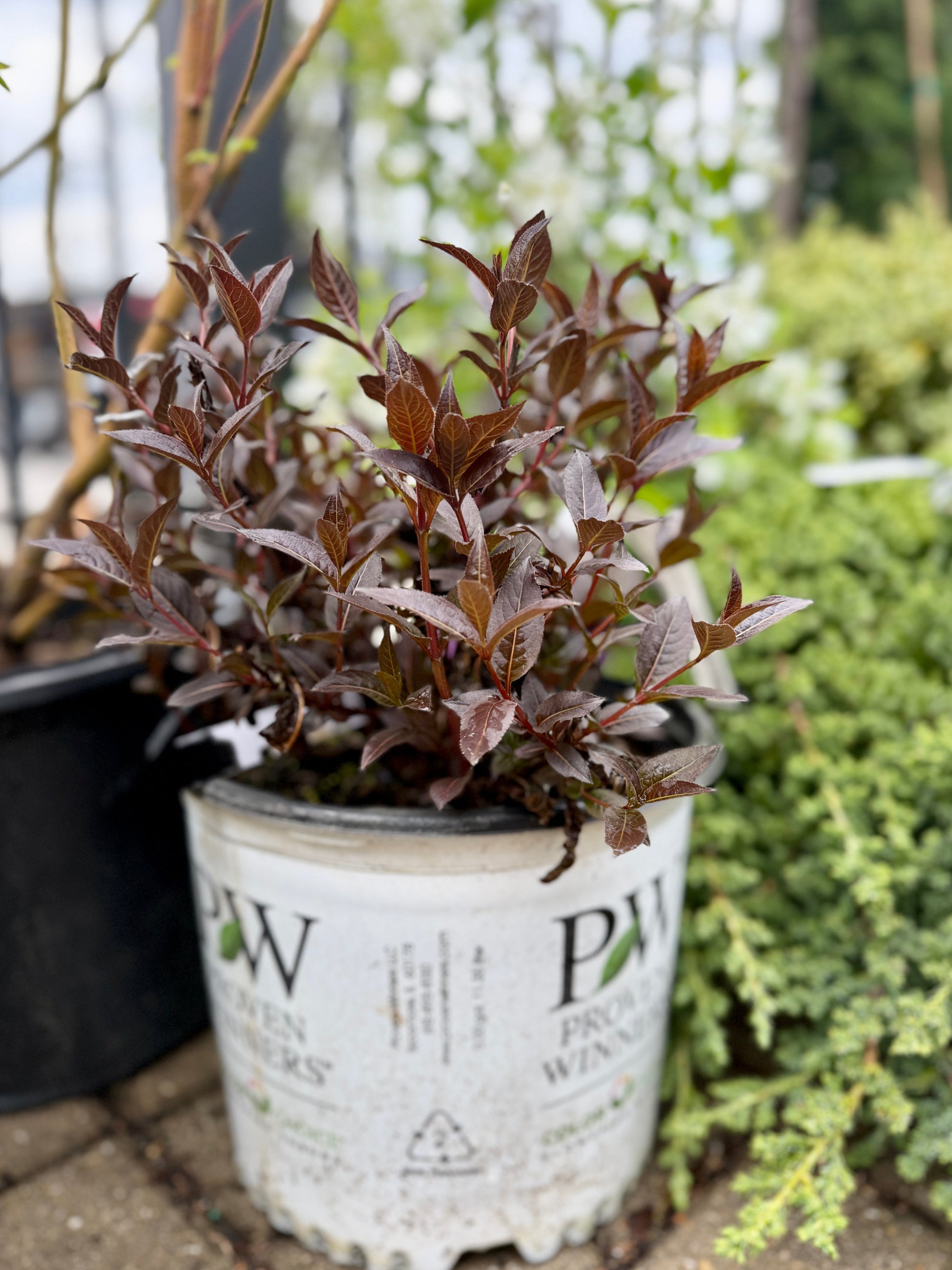 Potted Diervilla x 'Kodiak Jet Black' in a #3 growers pot the beginning of May in an outdoor setting ©Sprout Home