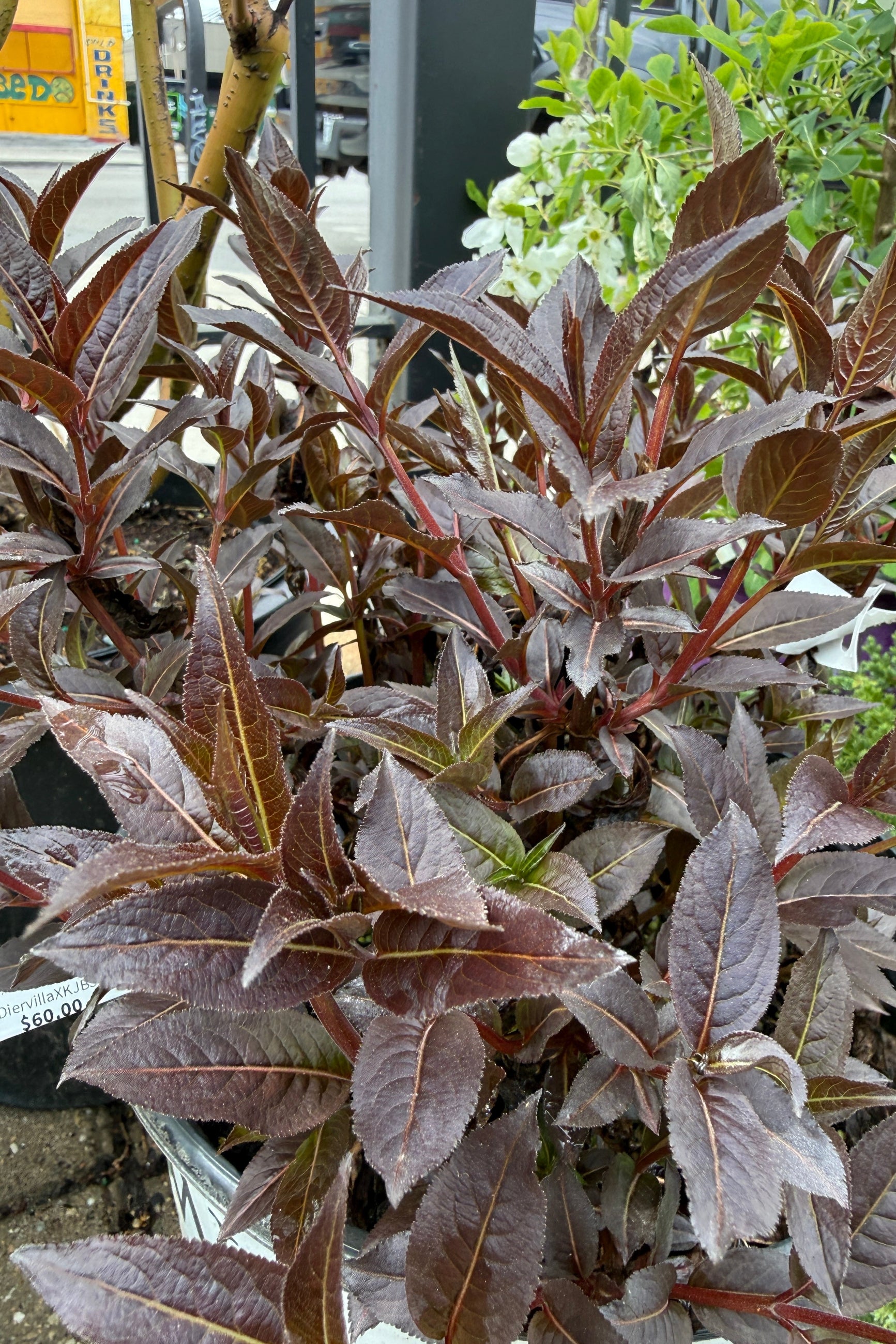 Close-up of a Diervilla x 'Kodiak Jet Black' plant with purple leaves in a garden setting the beginning of May ©Sprout Home