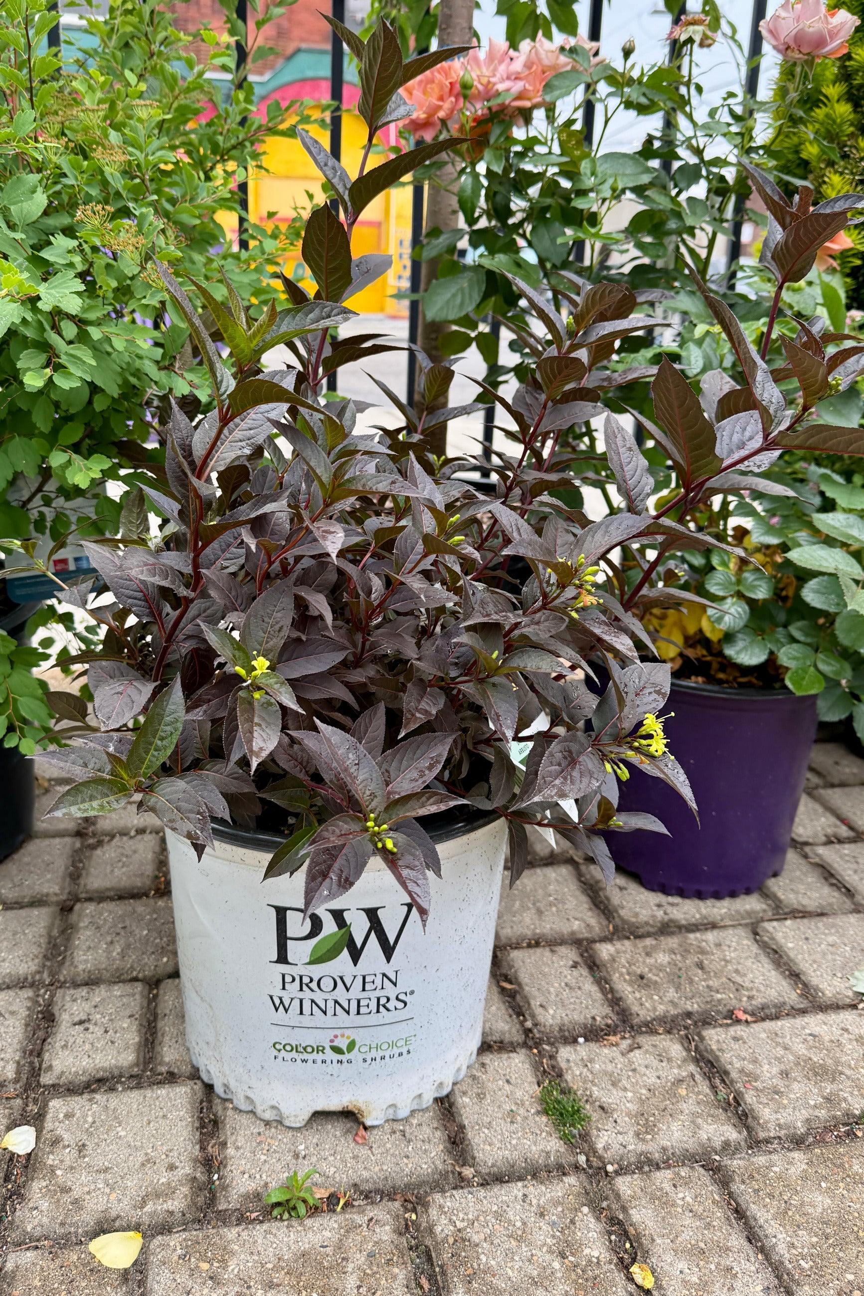 Diervilla x 'Kodiak Jet Black' with 'Proven Winners' label on a paved ground in a #3 growers pot the beginning of June ©Sprout Home