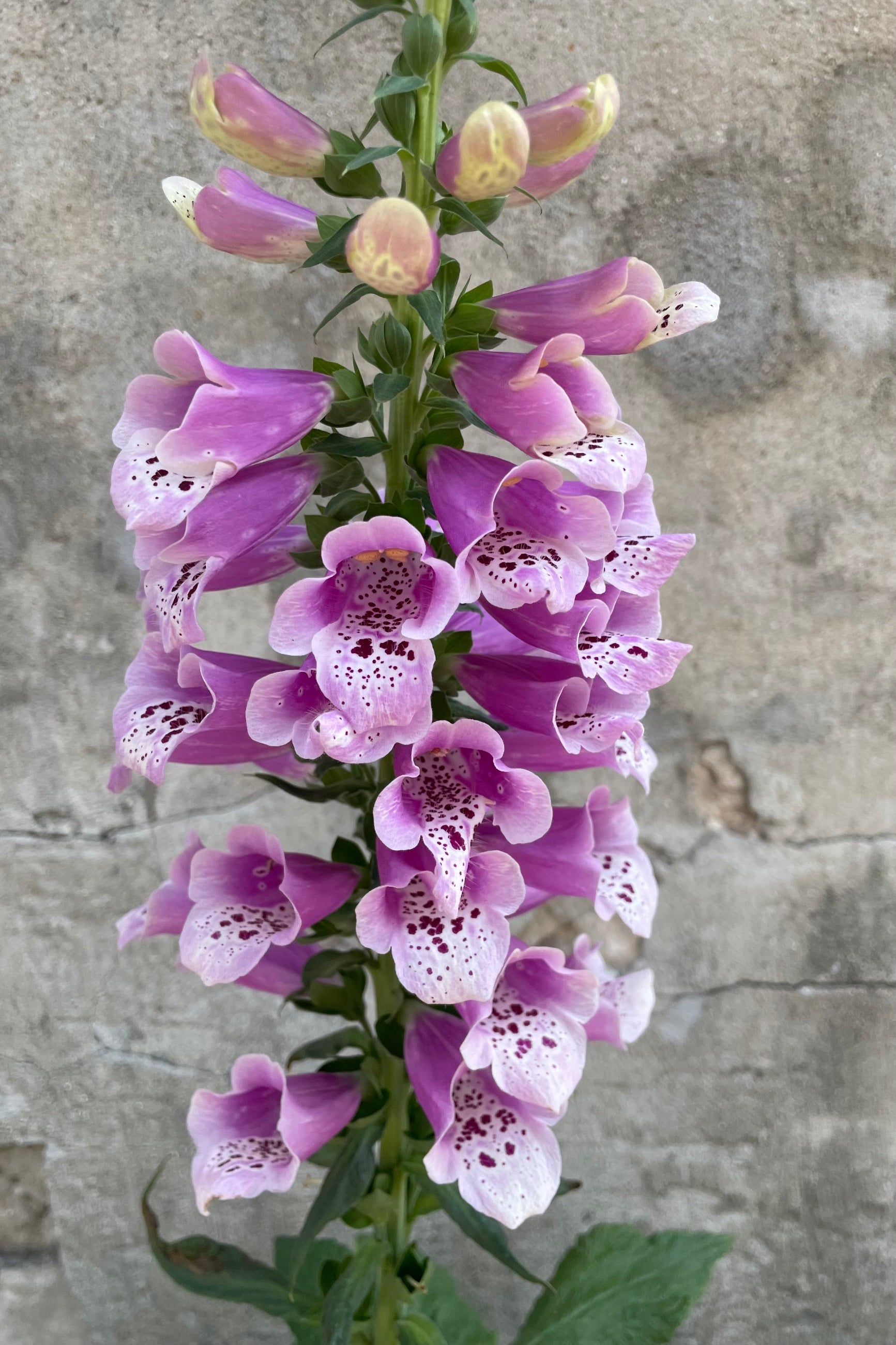 The purple blooms with spotted centers of the Digitalis 'Dalmation Rose' late may on the stalk ©Sprout Home