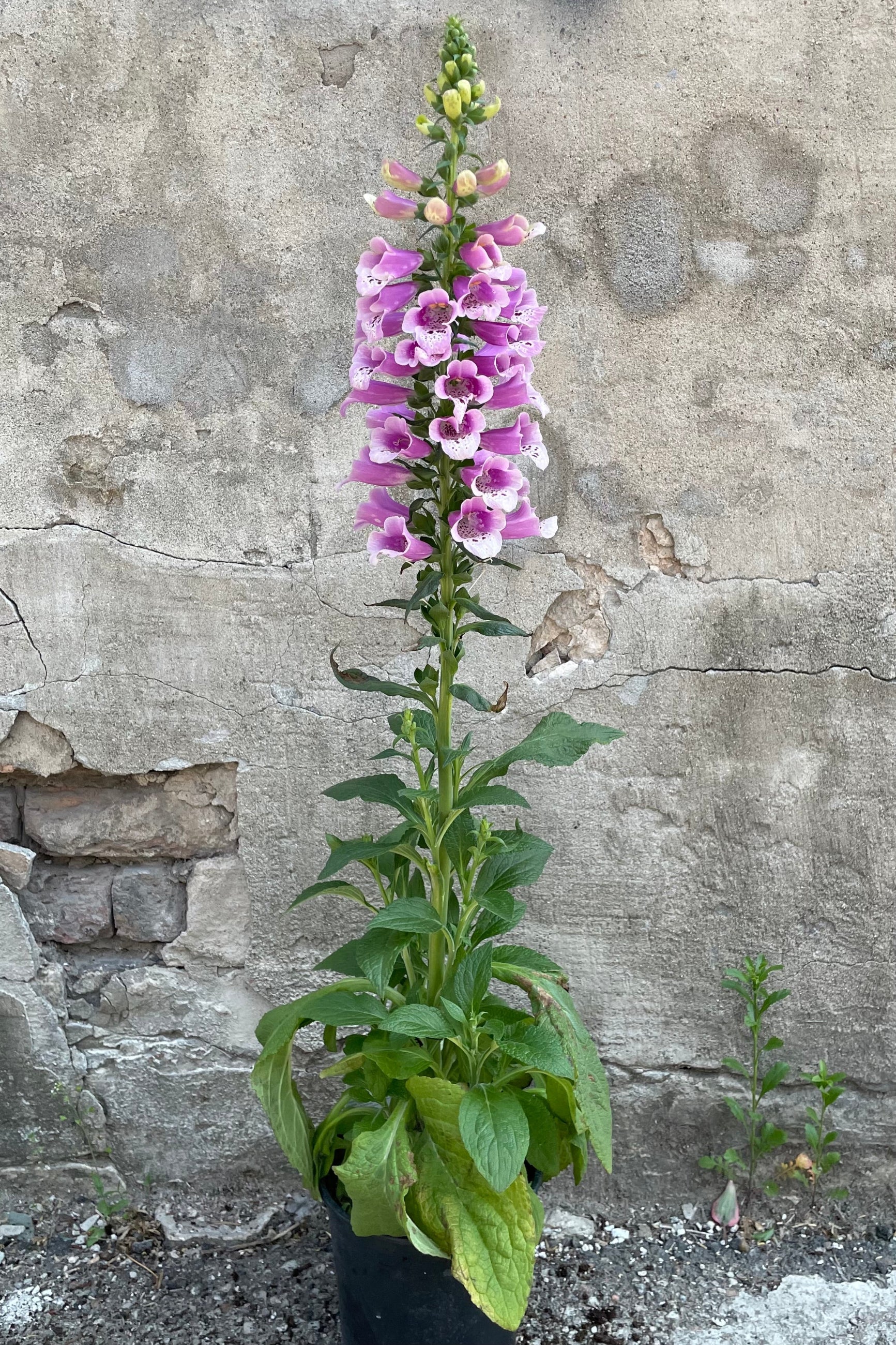 Digitalis 'Dalmation Rose' in a #1 container blooming its boisterous rose purple flowers on the top of the stalk the end of May sitting in front of a concrete wall. ©Sprout Home
