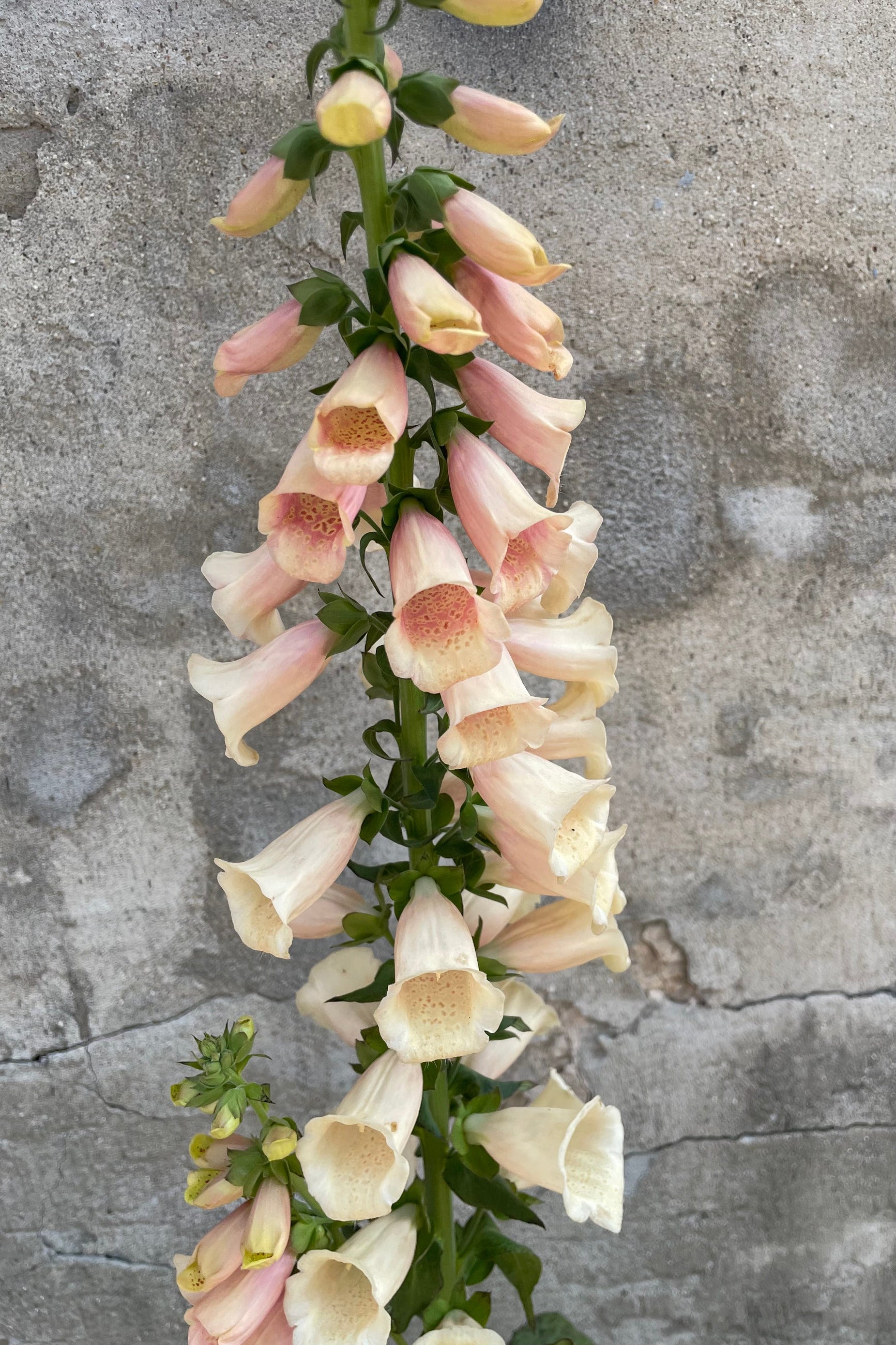 The full bloom of the Digitalis 'Dalmation Peach' picturing the flower covered stalk with its peach interior spotted flowers the end of May ©Sprout Home