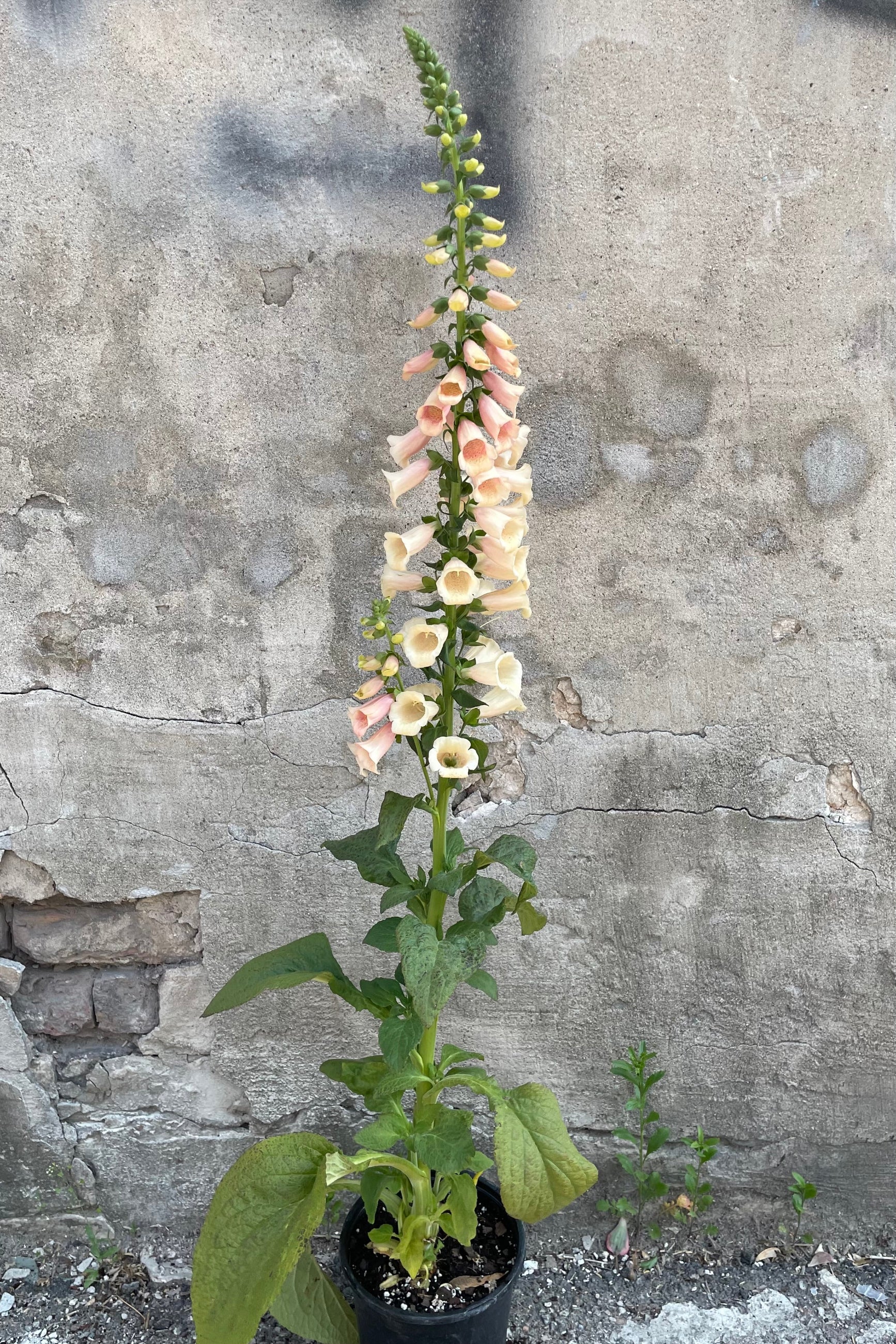 Digitalis 'Dalmation Peach' in a #1 growers pot at the height of its bloom stage the end of May with its light peach flowers rising high on the stalk. ©Sprout Home