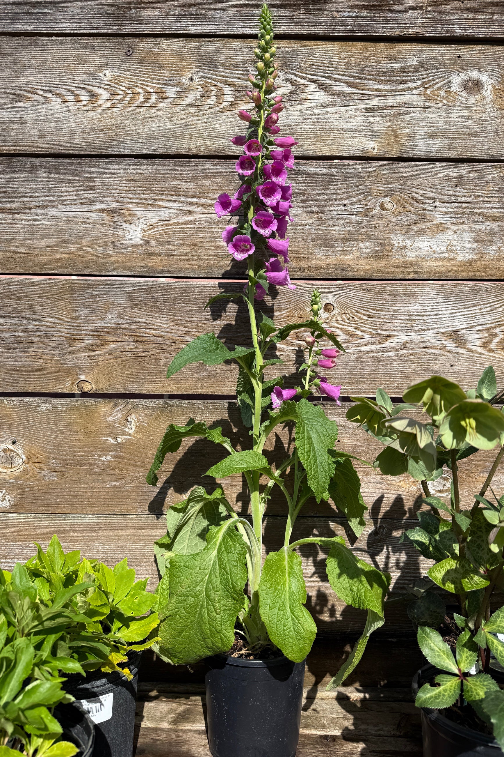 Potted Digitalis 'Dalmatian Purple' in a #1 growers pot with a tall purple flower in bloom the middle of May against a wooden fence ©Sprout Home