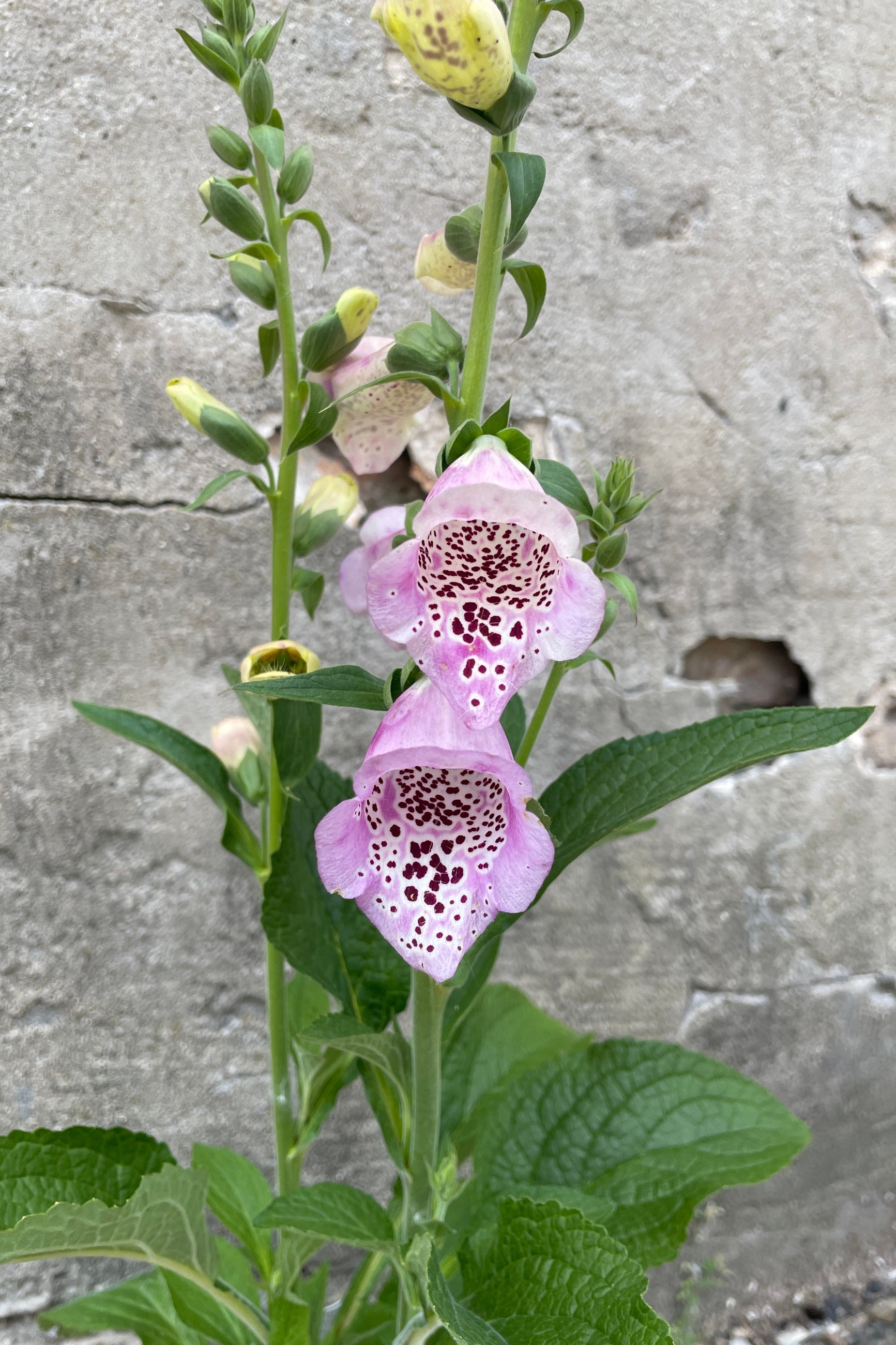'Camelot Lavender' Digitalis in bloom with light purple flowers with red spots the end of May up close. ©Sprout Home