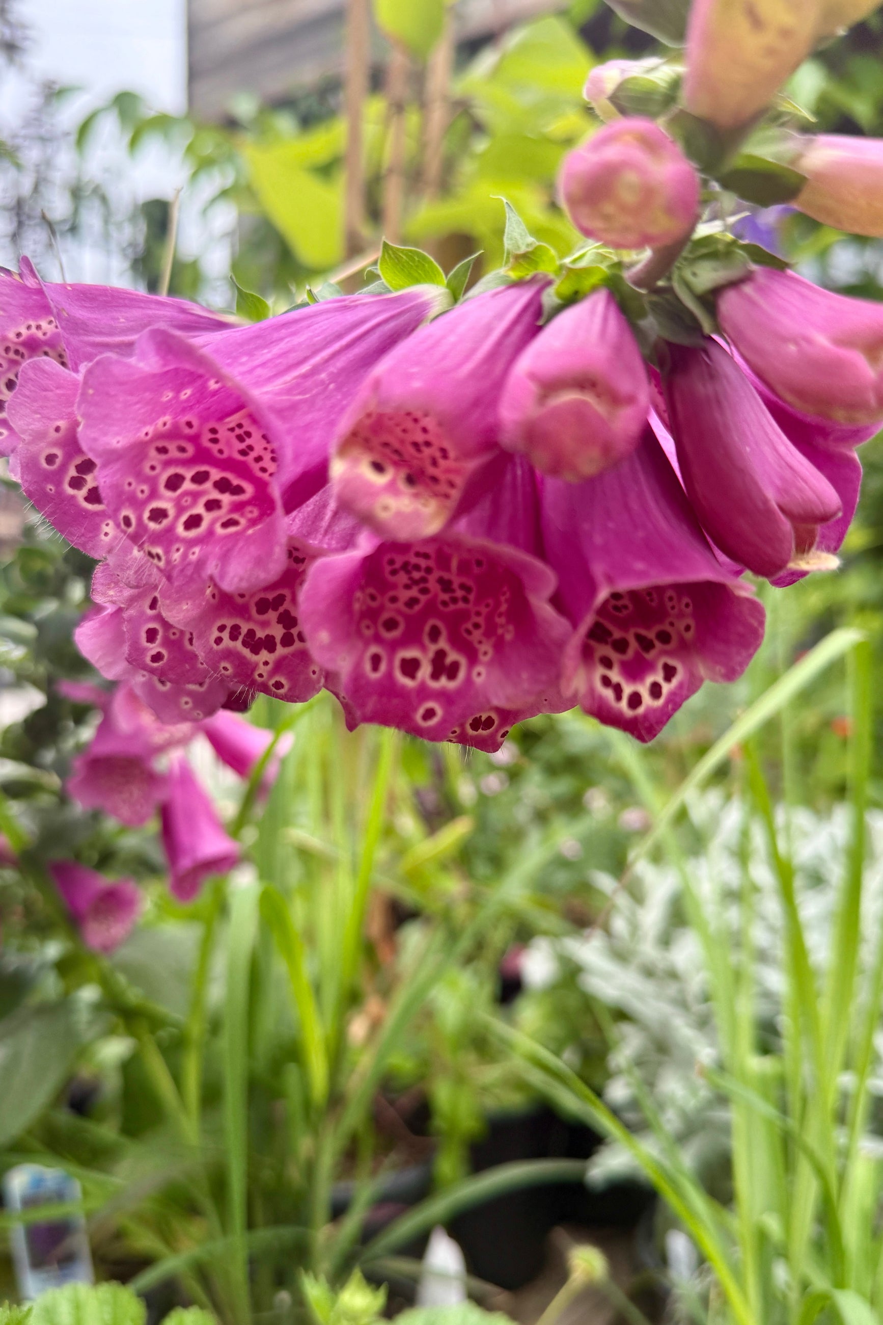 Digitalis p. 'Camelot Rose' in full bloom and up close mid June ©Sprout Home