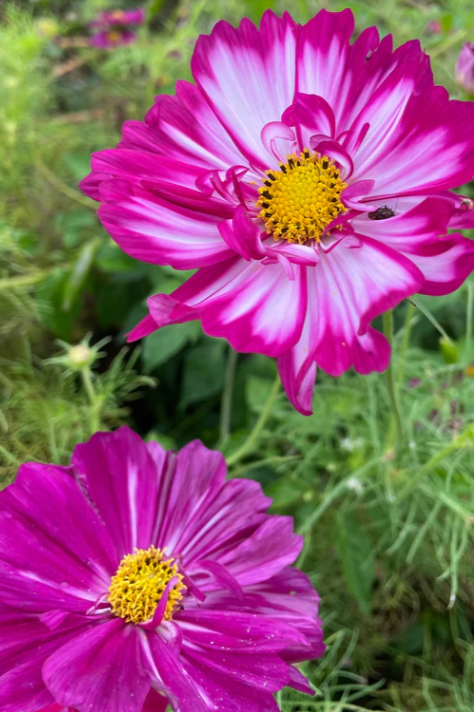 Double Click Comes in bloom showing the pink flowers by Hudson Valley Seed Company