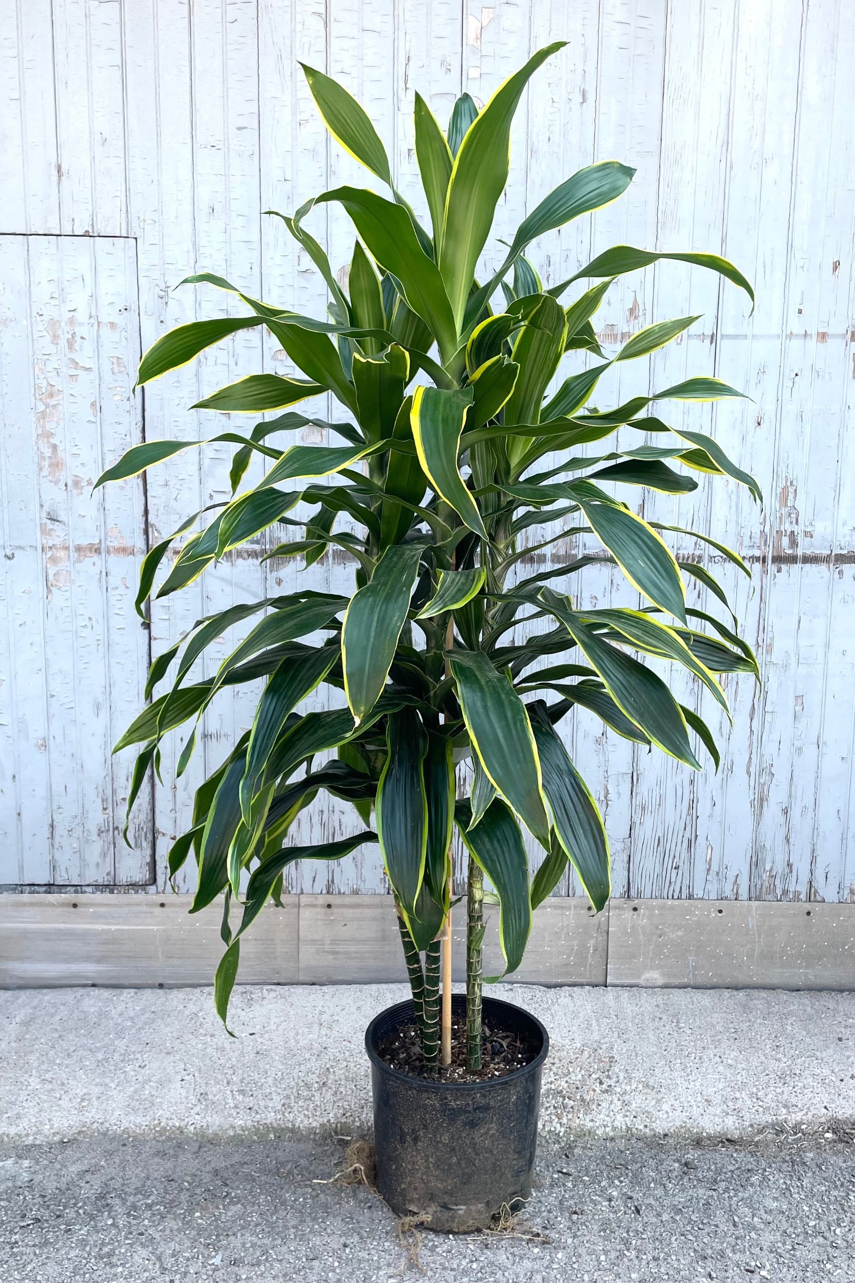 A full view of Dracaena 'Art' 12" in gallon pot against wooden backdrop ©Sprout Home