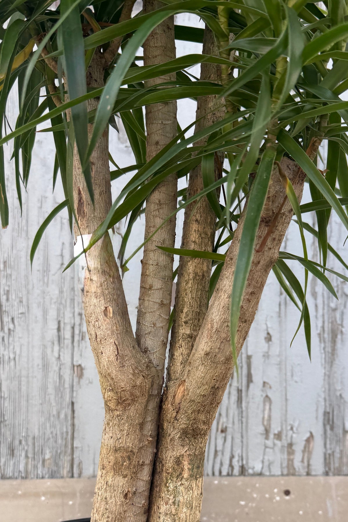 A close-up of a Dracaena 'Anita' clump form trunk with multiple beige-brown branches and green needle-like leaves, set against a distressed white wooden wall. ©Sprout Home