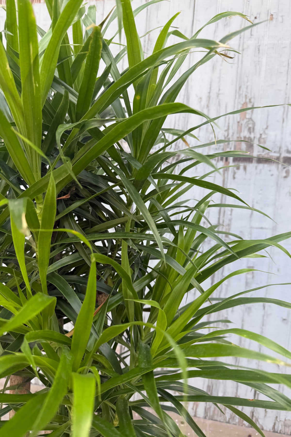 Dracaena 'Anita' with long, slender leaves, shown in front of a weathered white wooden wall. ©Sprout Home