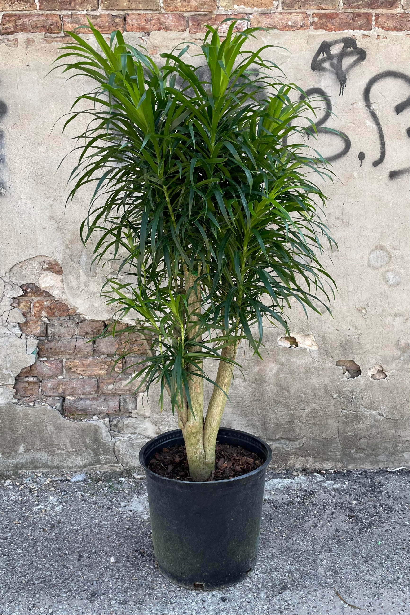 Photo of dark green, narrow leaves of Dracaena 'Anita' plant shown against a cement and brick wall. ©Sprout Home