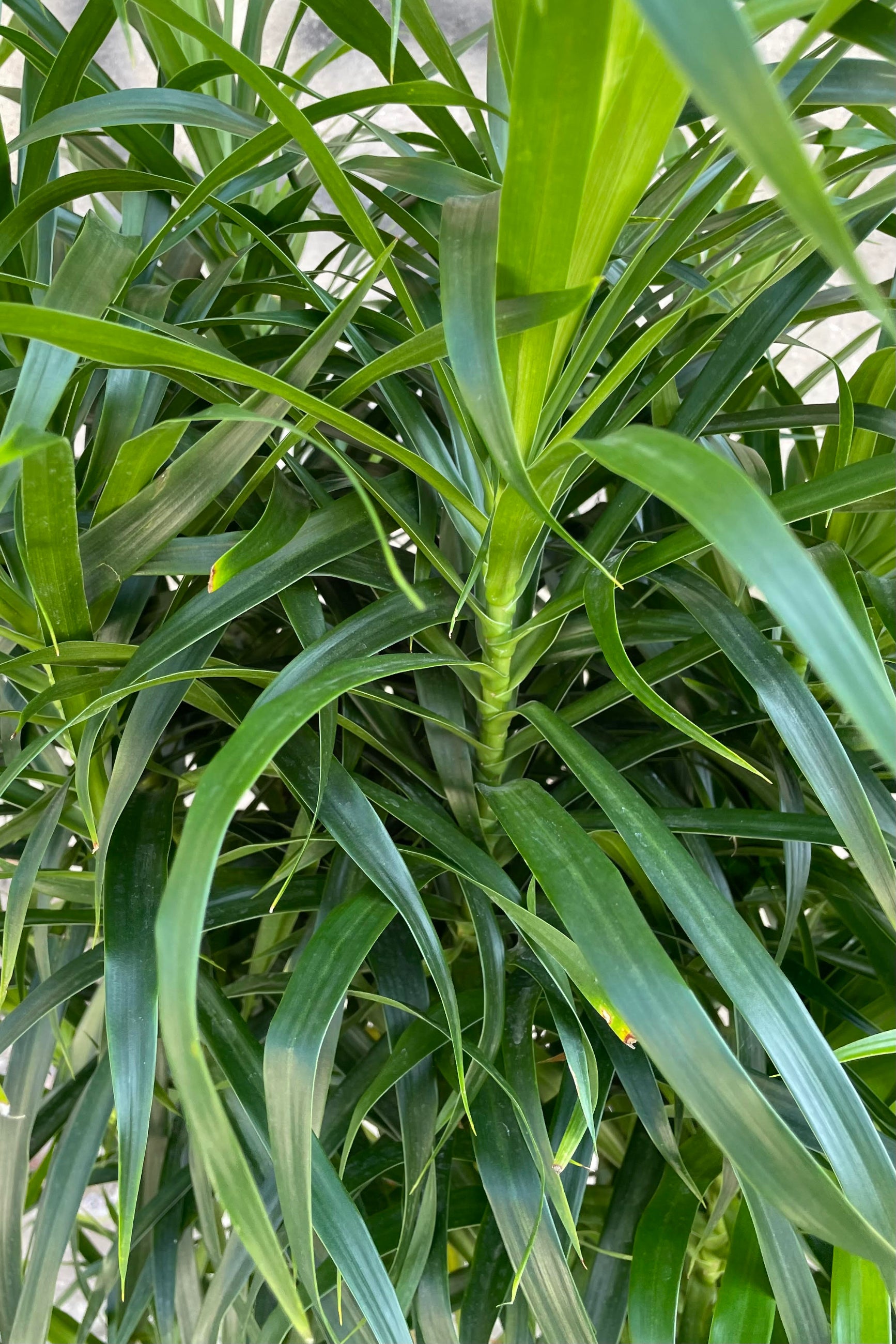 Close photo of dark green, narrow leaves of Dracaena 'Anita' houseplant. ©Sprout Home