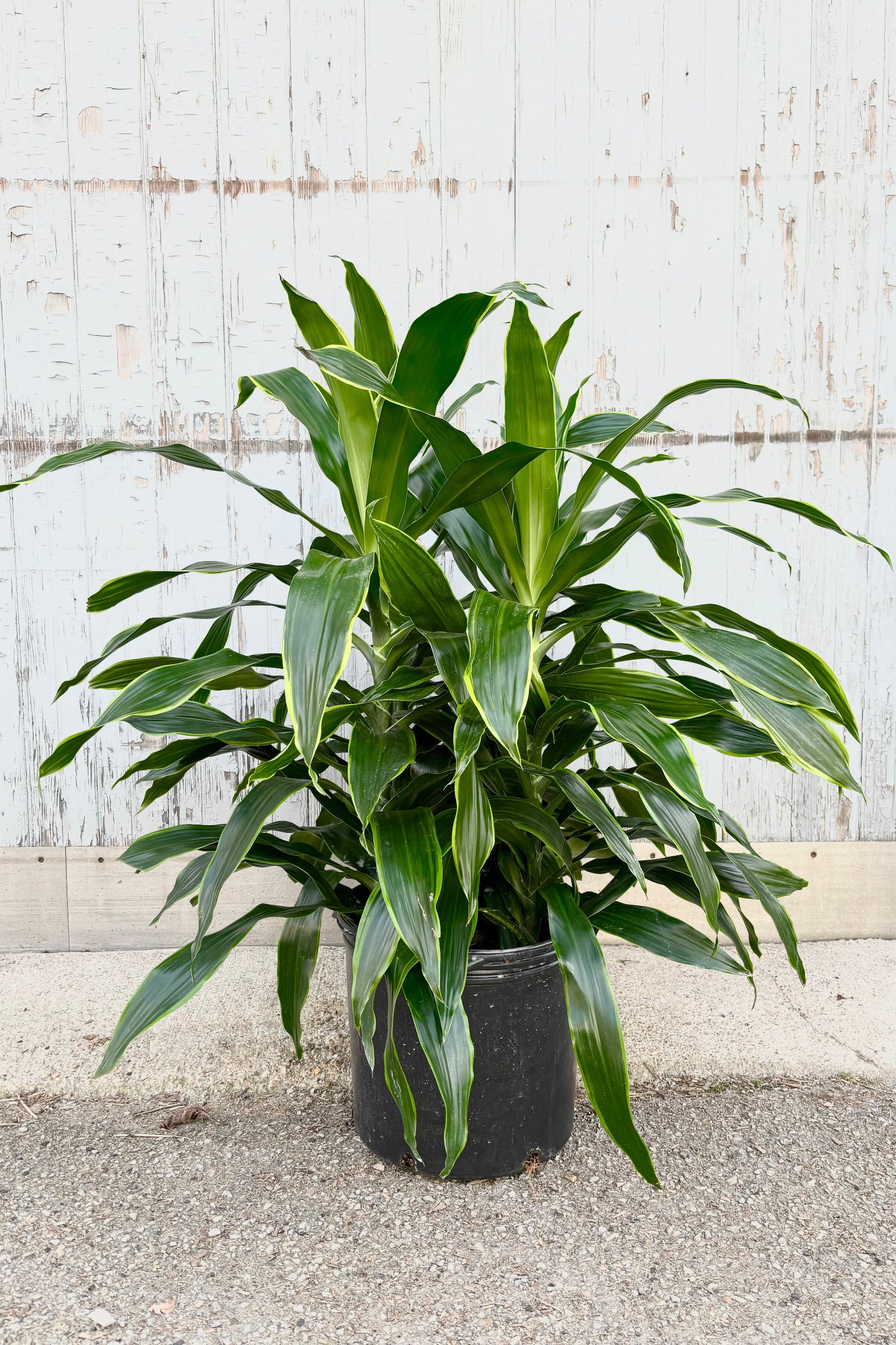 Dracaena 'Art' plant featuring spear shaped bright medium green leaves with a yellow border against grey background at Sprout Home ©Sprout Home