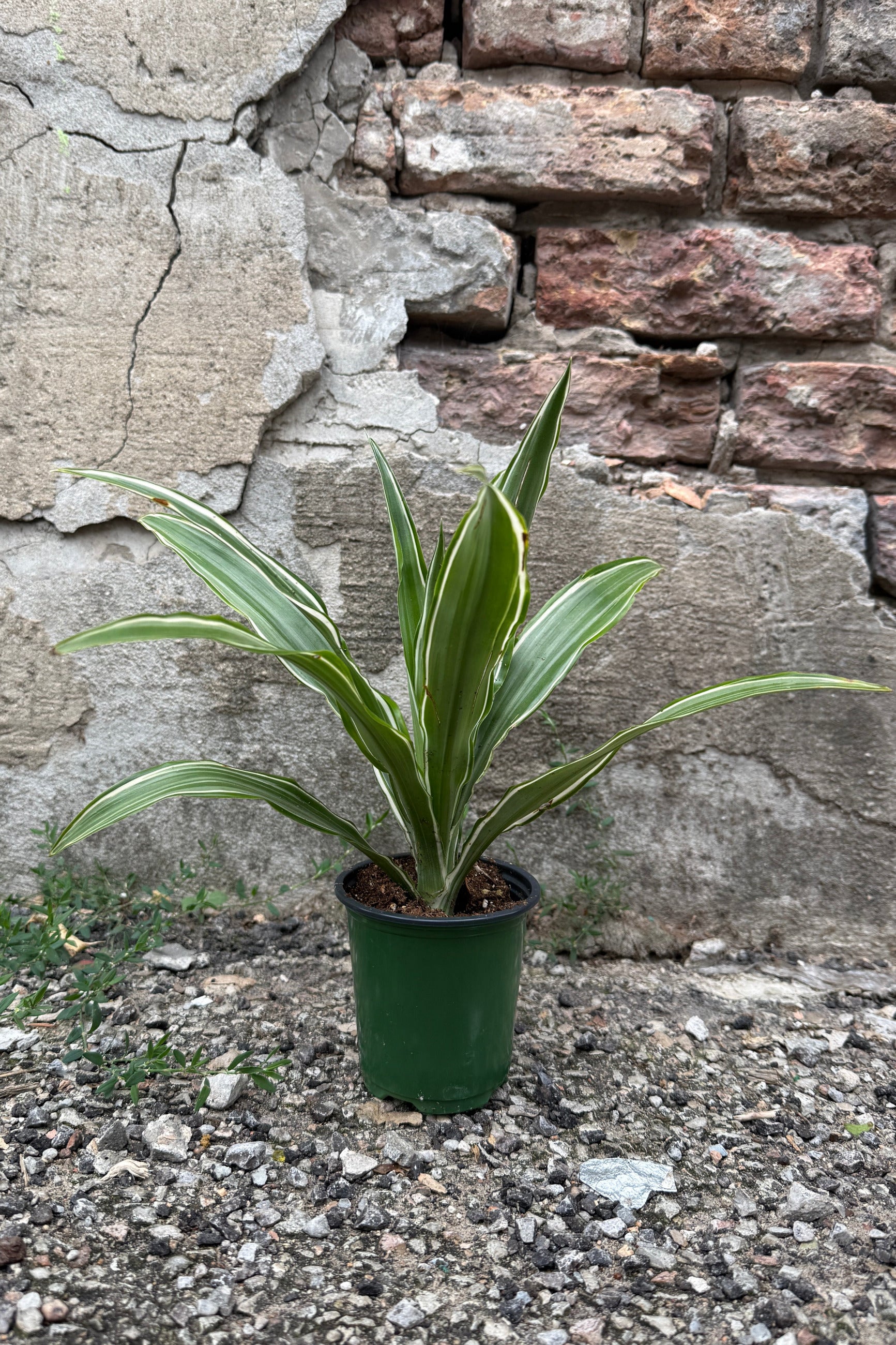 Dracaena 'Warneckii' 3.5" with green and cream variegated leaves, in a dark green plastic pot, set against a rustic stone wall background. ©Sprout Home