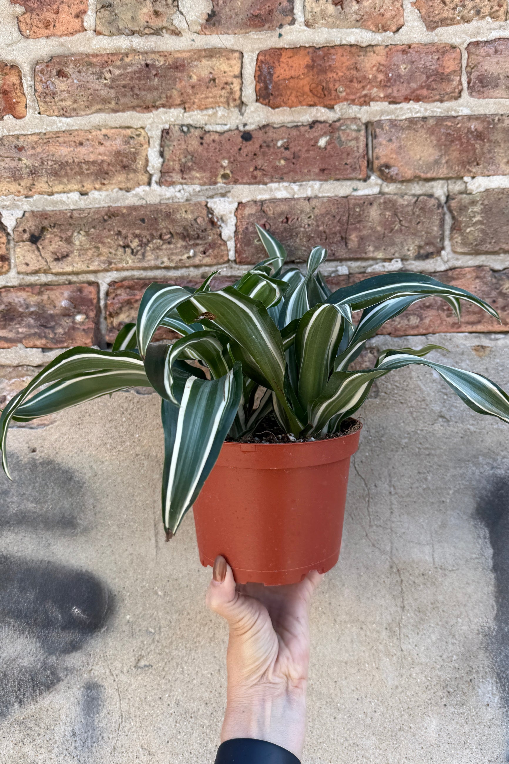 Dracaena fragrans 'Jade Jewel' in a 6" growers pot ©Sprout Home