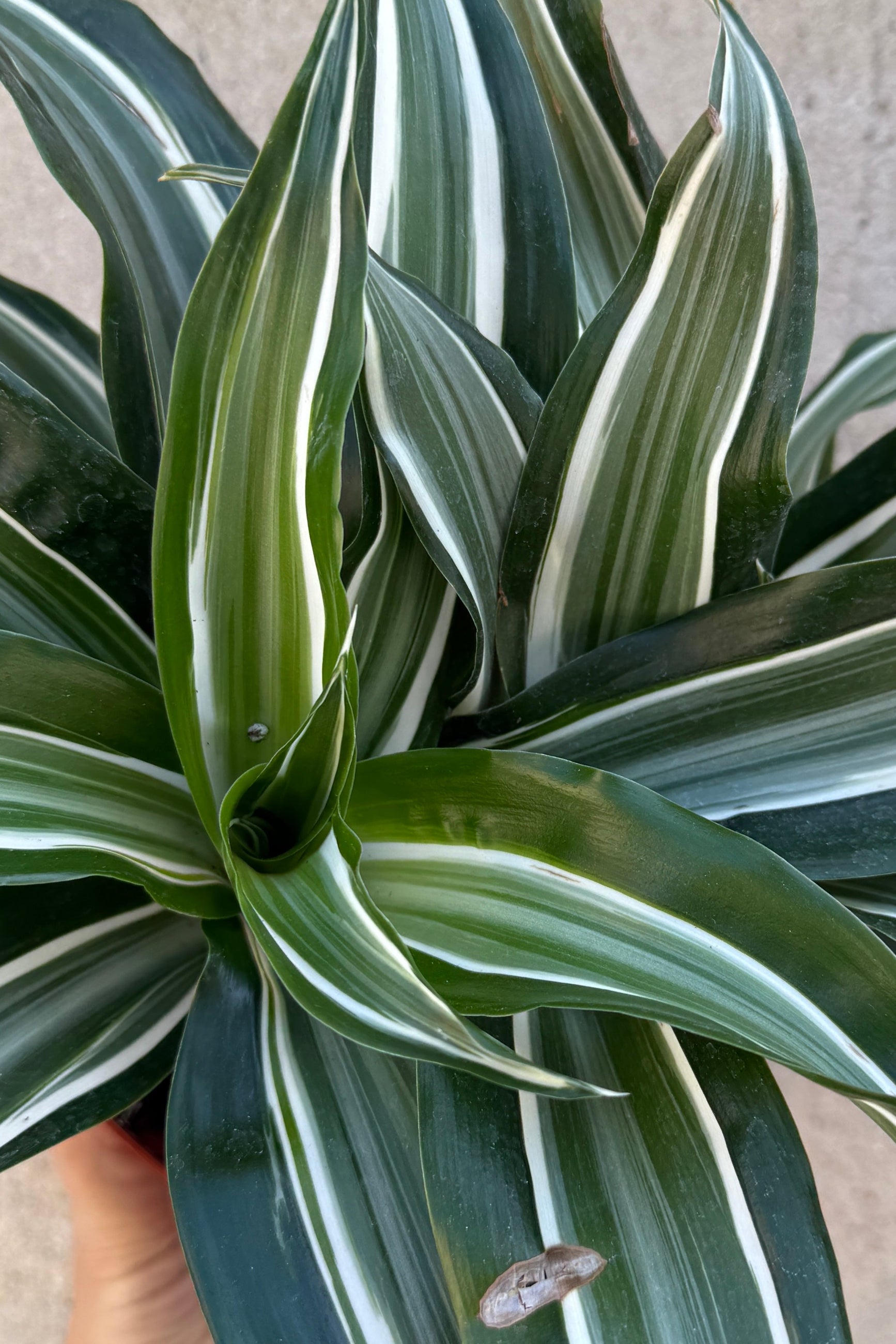 Dracaena fragrans 'Jade Jewel' leaves up close ©Sprout Home