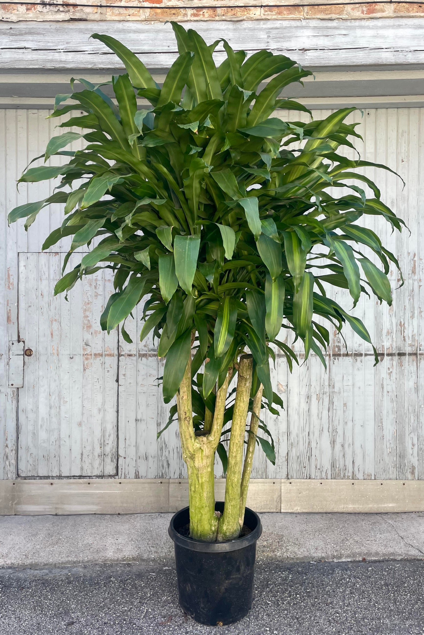A potted plant, Dracaena massangeana, in front of a wood and brick wall ©Sprout Home