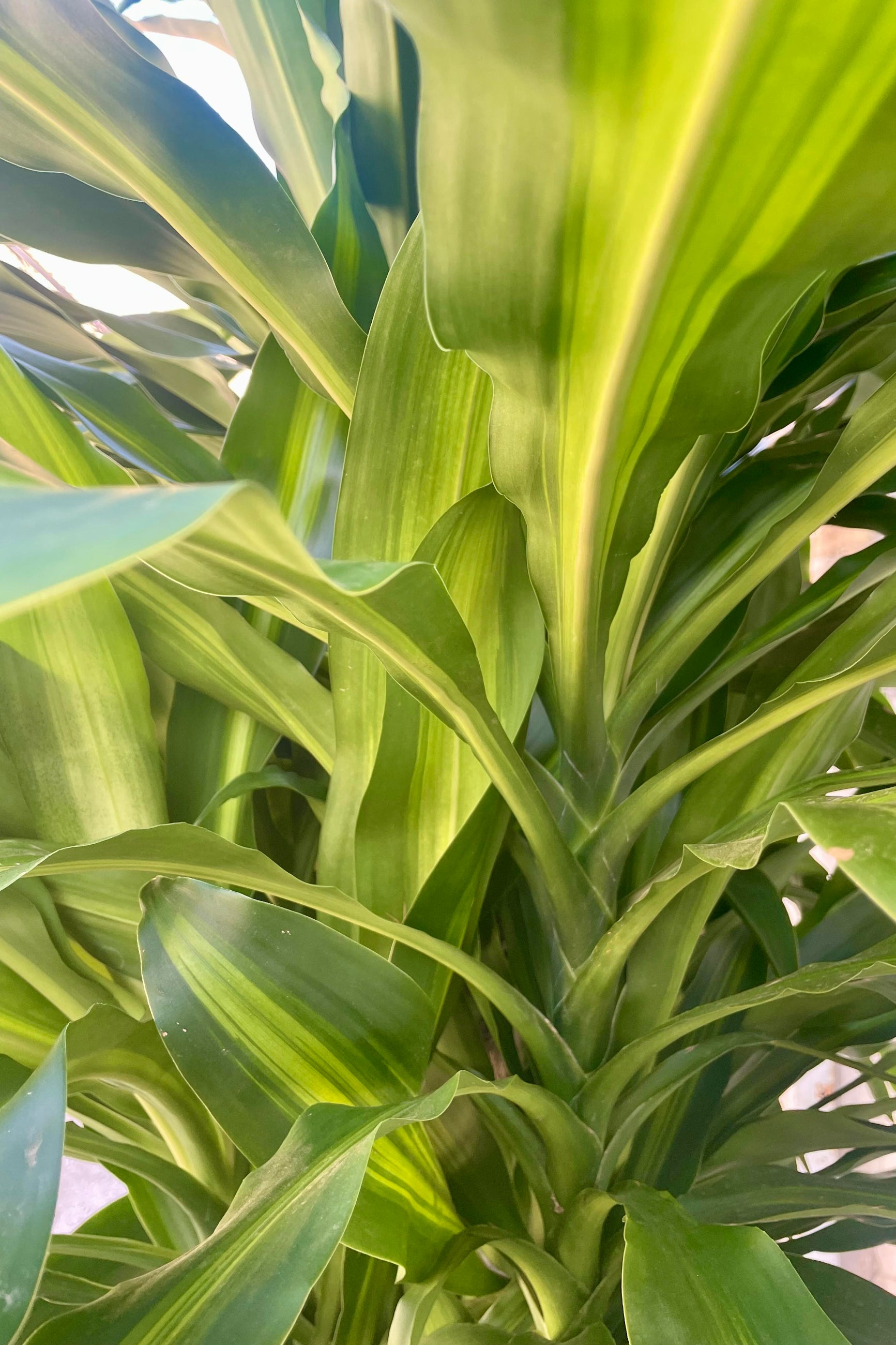 Close-up of dense leaves of green with a long golden stripe down the center. Close-up of Dracaena massangeana leaves ©Sprout Home