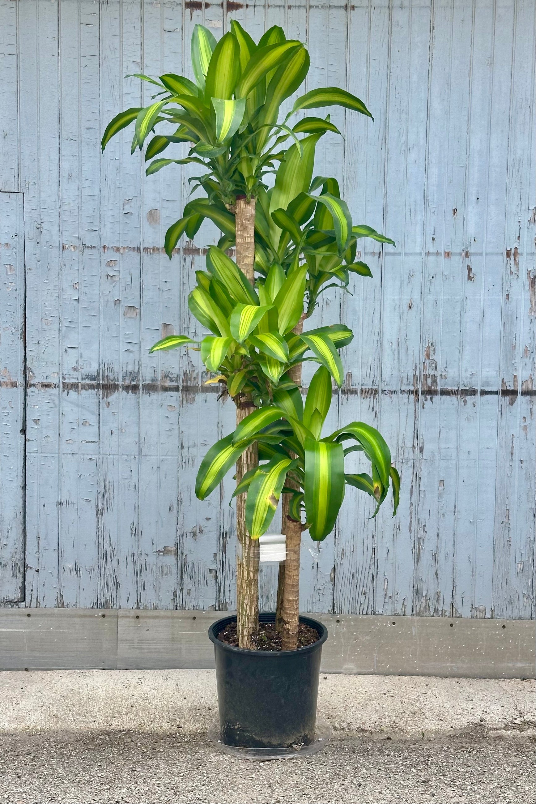 Dracaena fragrans 'Massangeana' staggered cane in a 14" growers pot with its green and chartreuse striped strappy leaves. ©Sprout Home