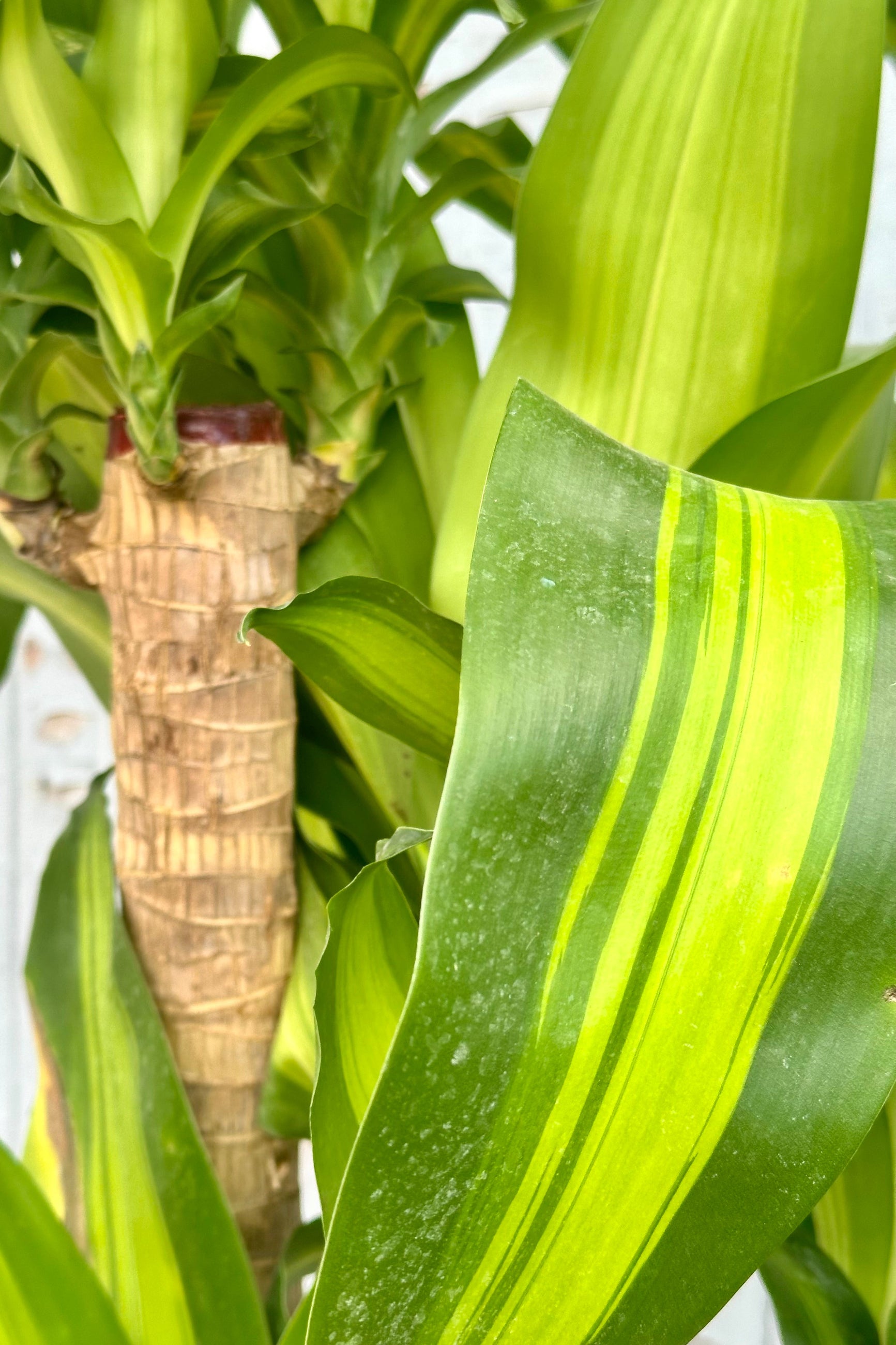 detail of the Dracanea 'Massangeana' striped leaves and brown trunk. ©Sprout Home