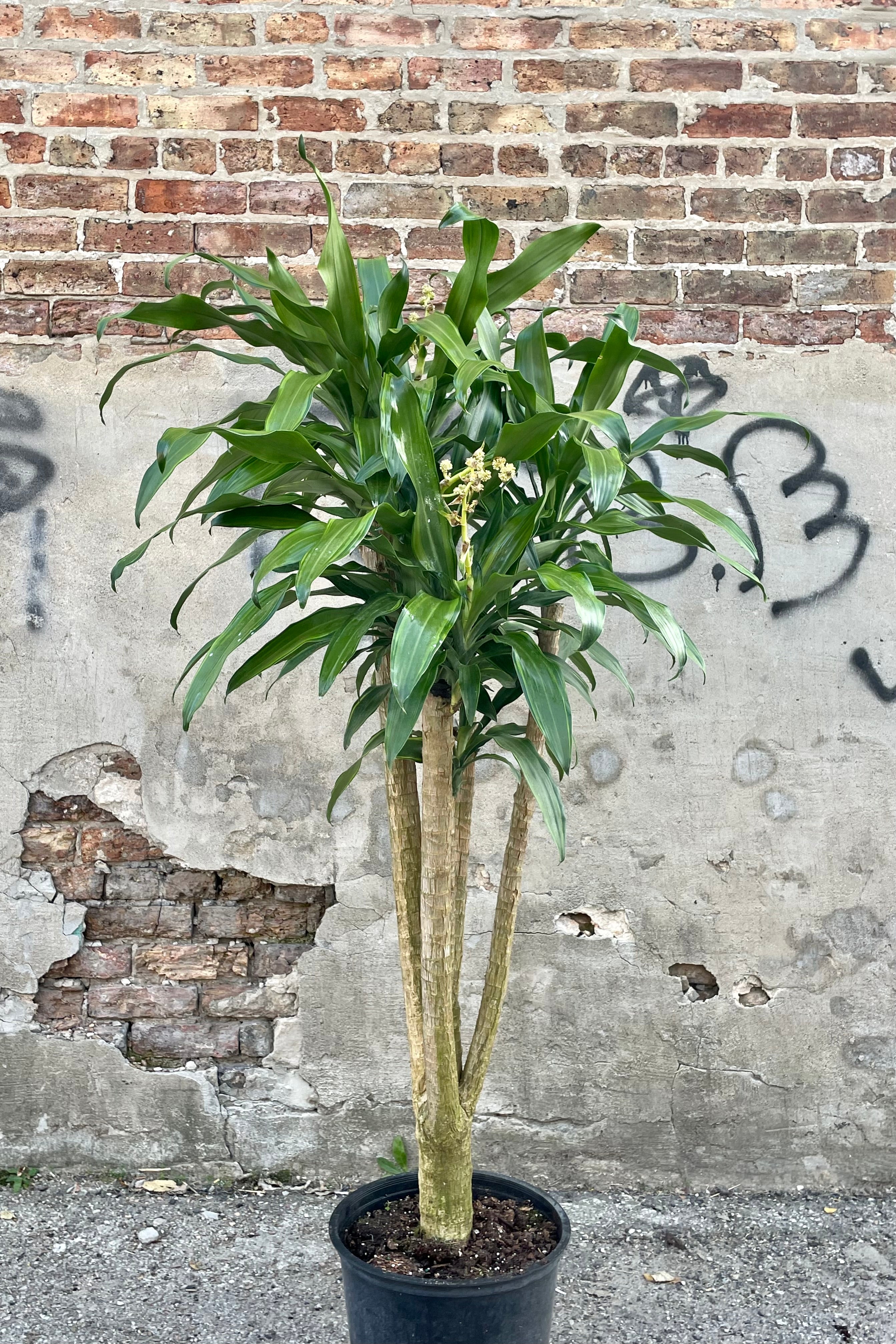 Photo of Dracaena 'Santa Rosa' in a black pot against a cement wall.