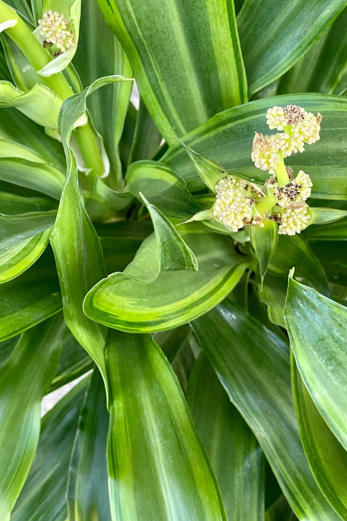 Close photo of the striped green leaves of Santa Rosa Dracaena with flower clusters. ©Sprout Home