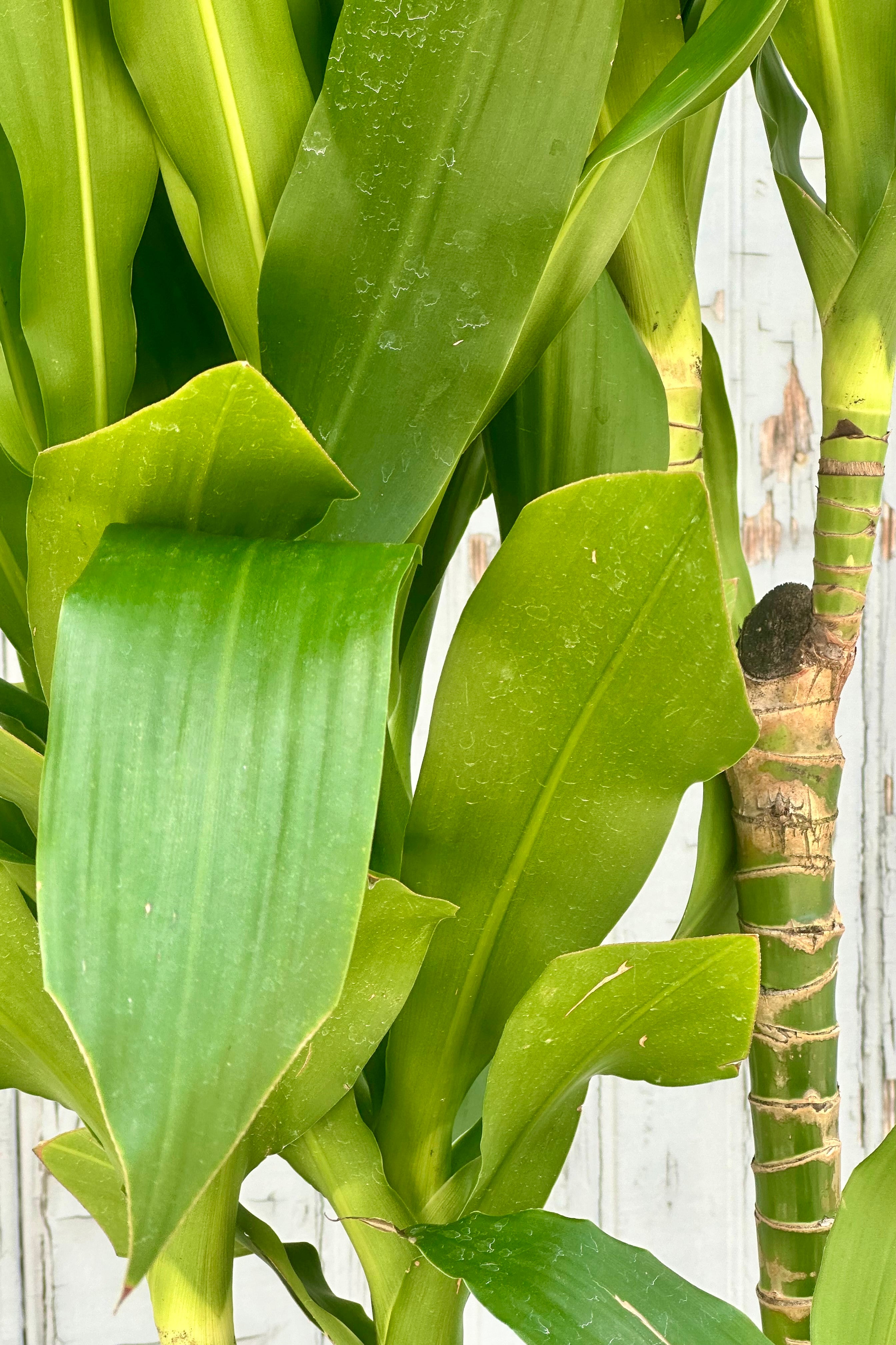 detail of a Dracaena 'Hawaii Girl' with its green bamboo like stalks and wide strappy green leaves.