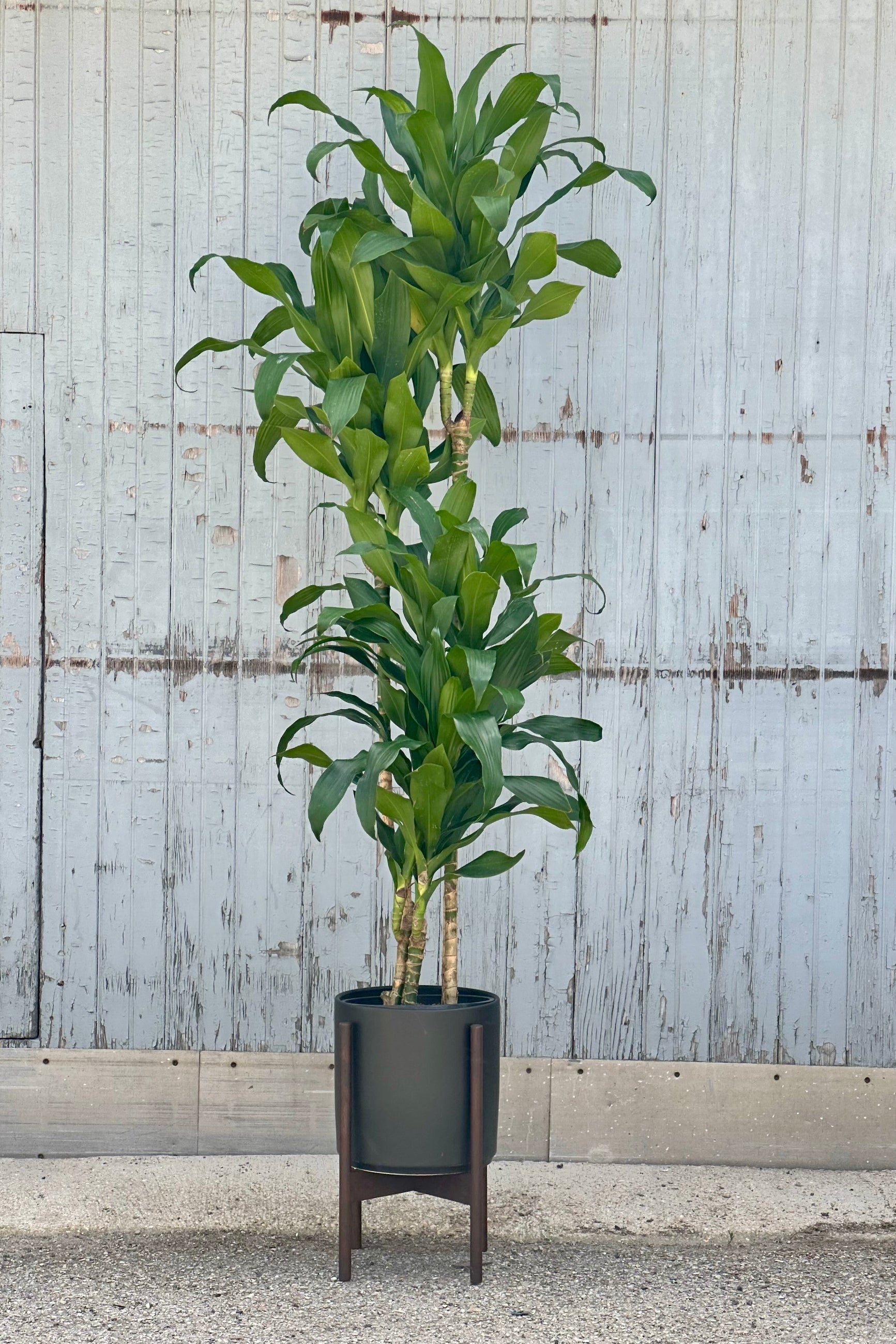 Dracaena deremensis 'Hawaii Girl' in a #3 growers pot inside of a black LBE pot with stand. ©Sprout Home