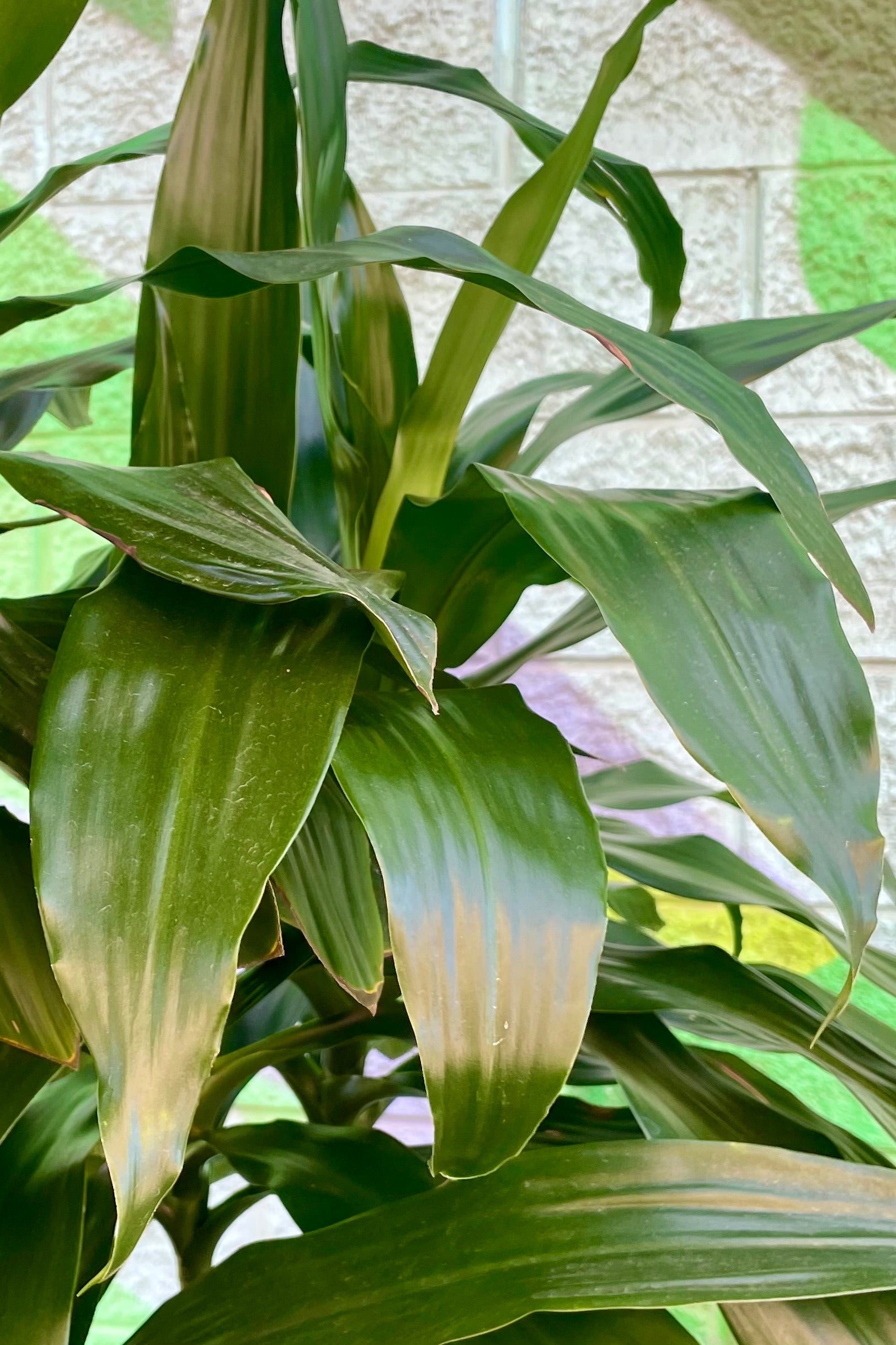 Close up of Dracaena 'Janet Craig' leaves ©Sprout Home
