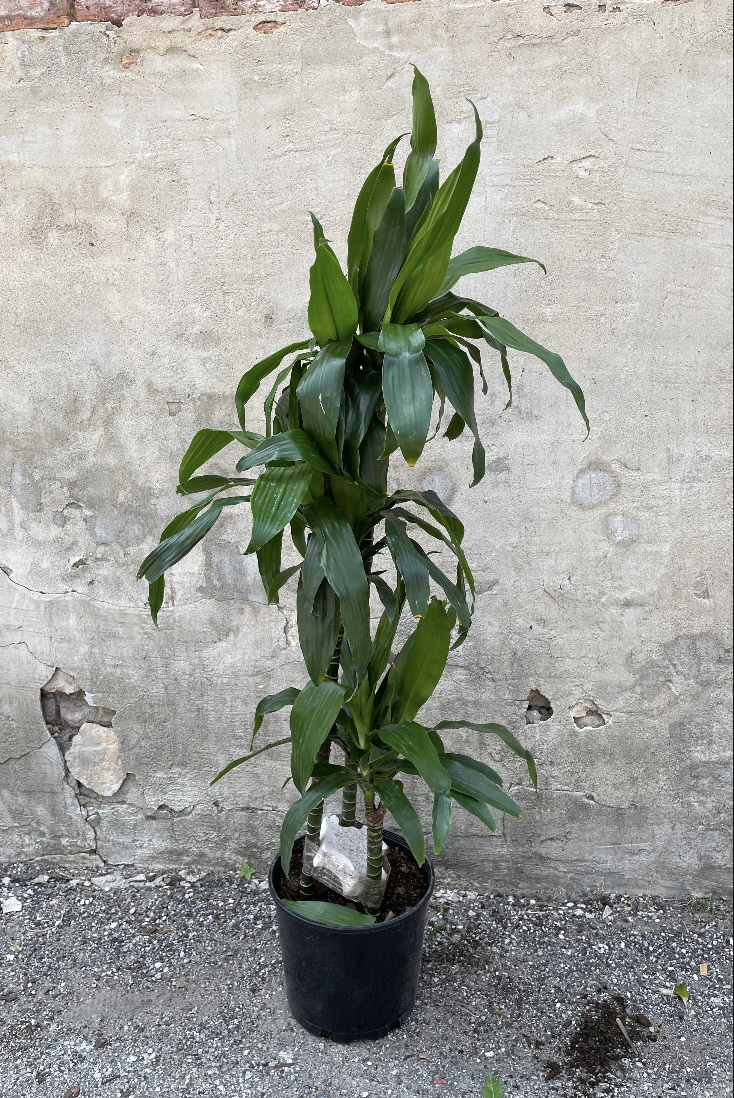 Dracaena 'Janet Craig' #3 cane