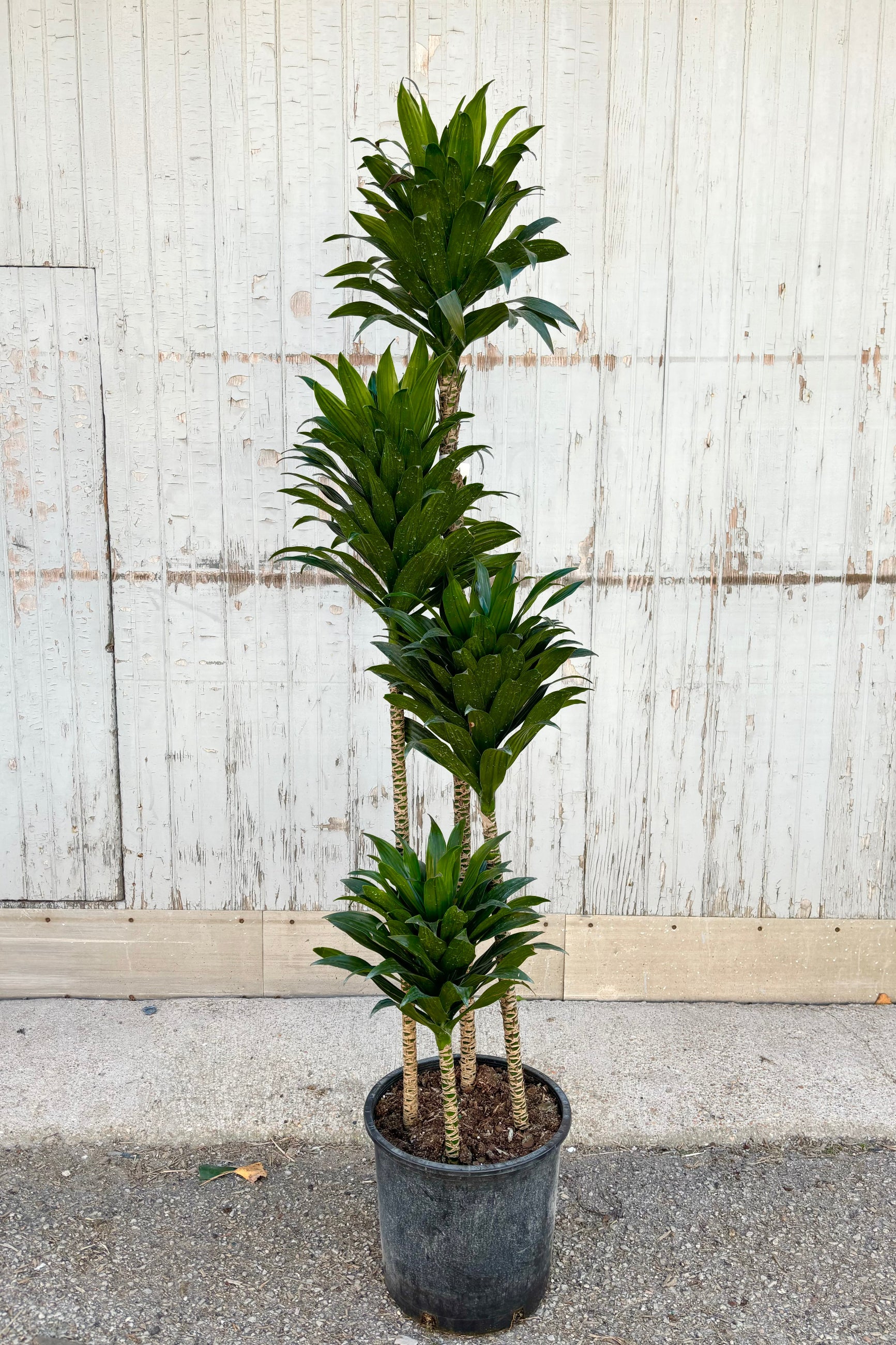 Dracaena 'Janet Craig' compacta staggard multi stalk plant with tufts of wide strappy dark green leaves at the top of each stem against grey background at Sprout Home ©Sprout Home