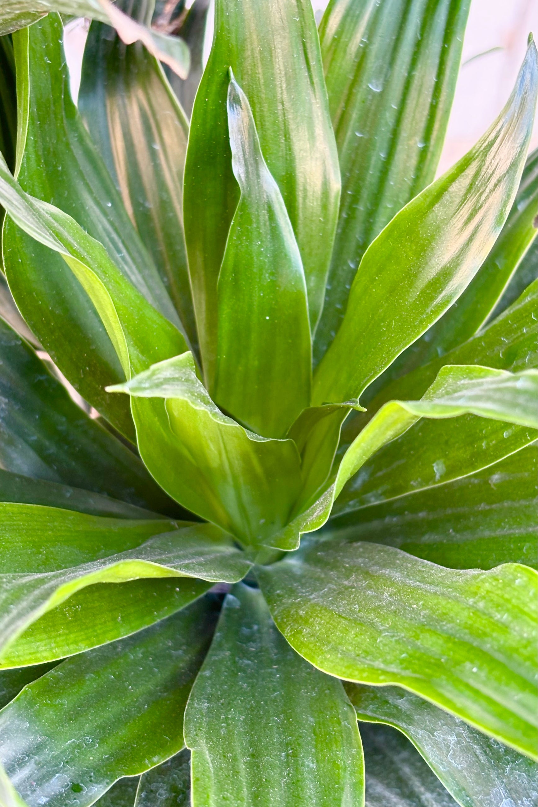 Close up of dark green leaves of Draceana 'Janet Craig' at Sprout Home ©Sprout Home
