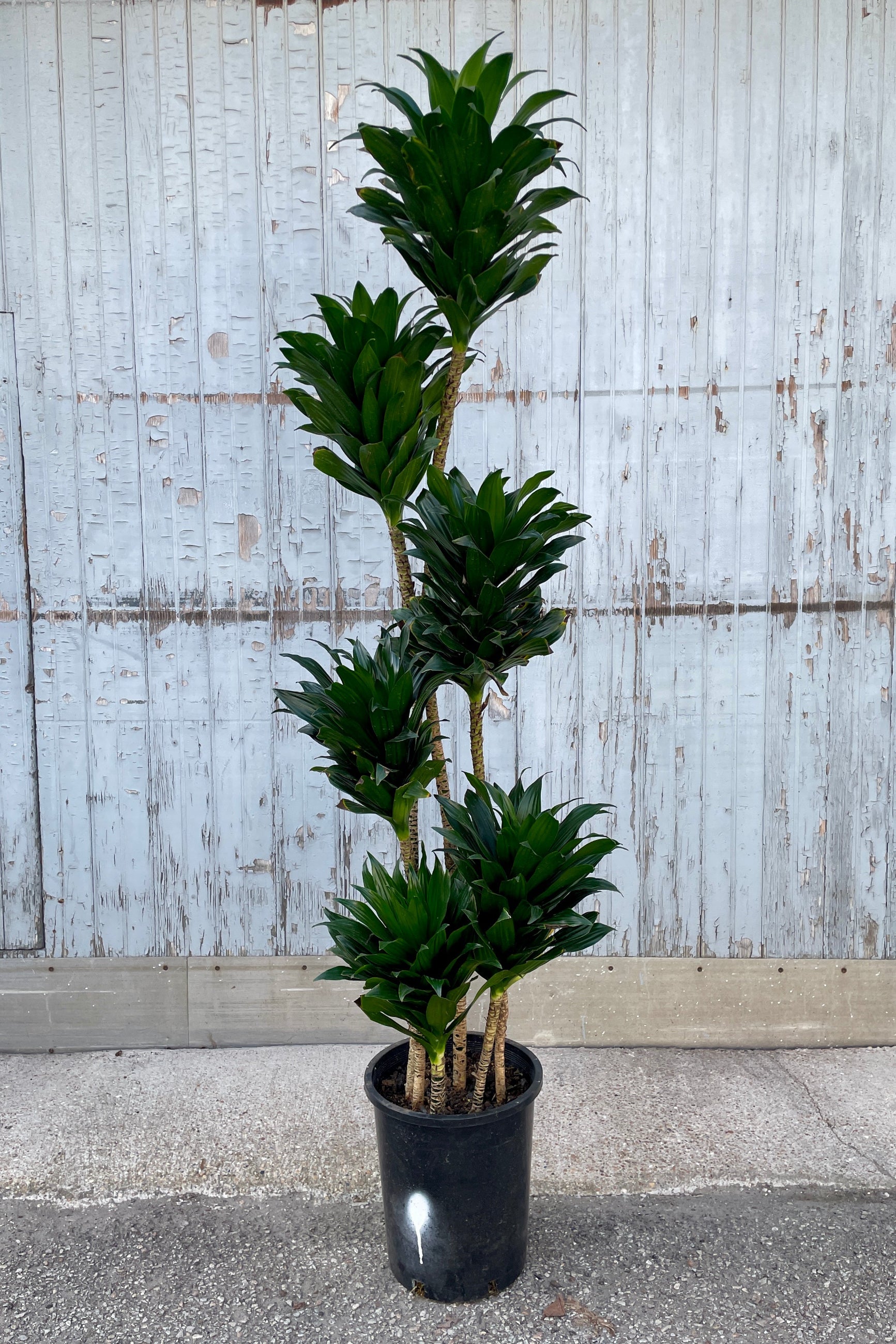 Dracaena 'Janet Craig' compacta in a 5gallon growers pot standing in front of a wooden wall at Sprout Home. ©Sprout Home