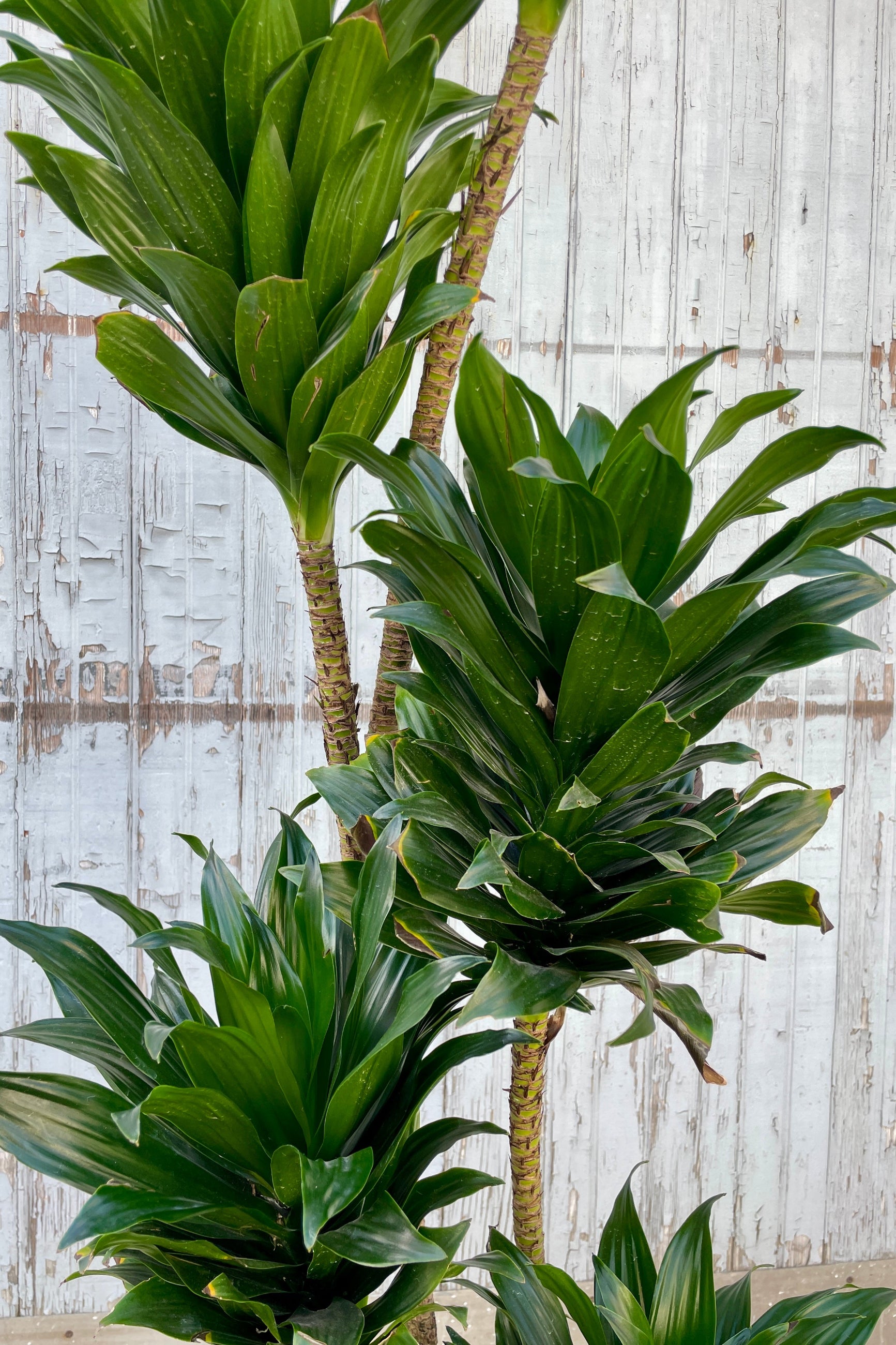 Detail image of the short but strappy leaves of the Ddracaena 'Janet Craig Compacta' at SPROUT HOME. ©Sprout Home