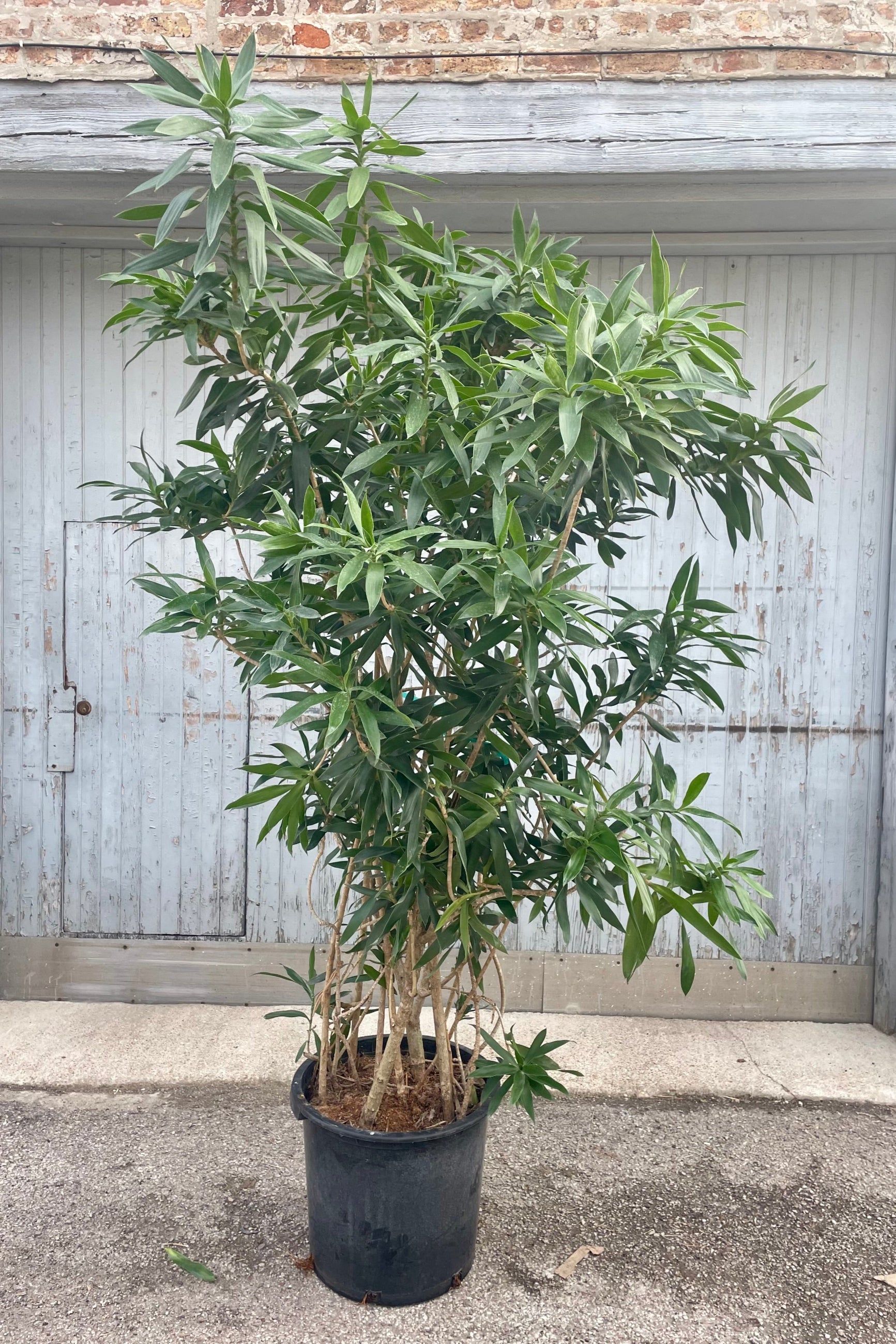 Photo of a plant with dense branches and dense green foliage in a black pot in front of a gray wall. The plant is Dracaena reflexa. ©Sprout Home