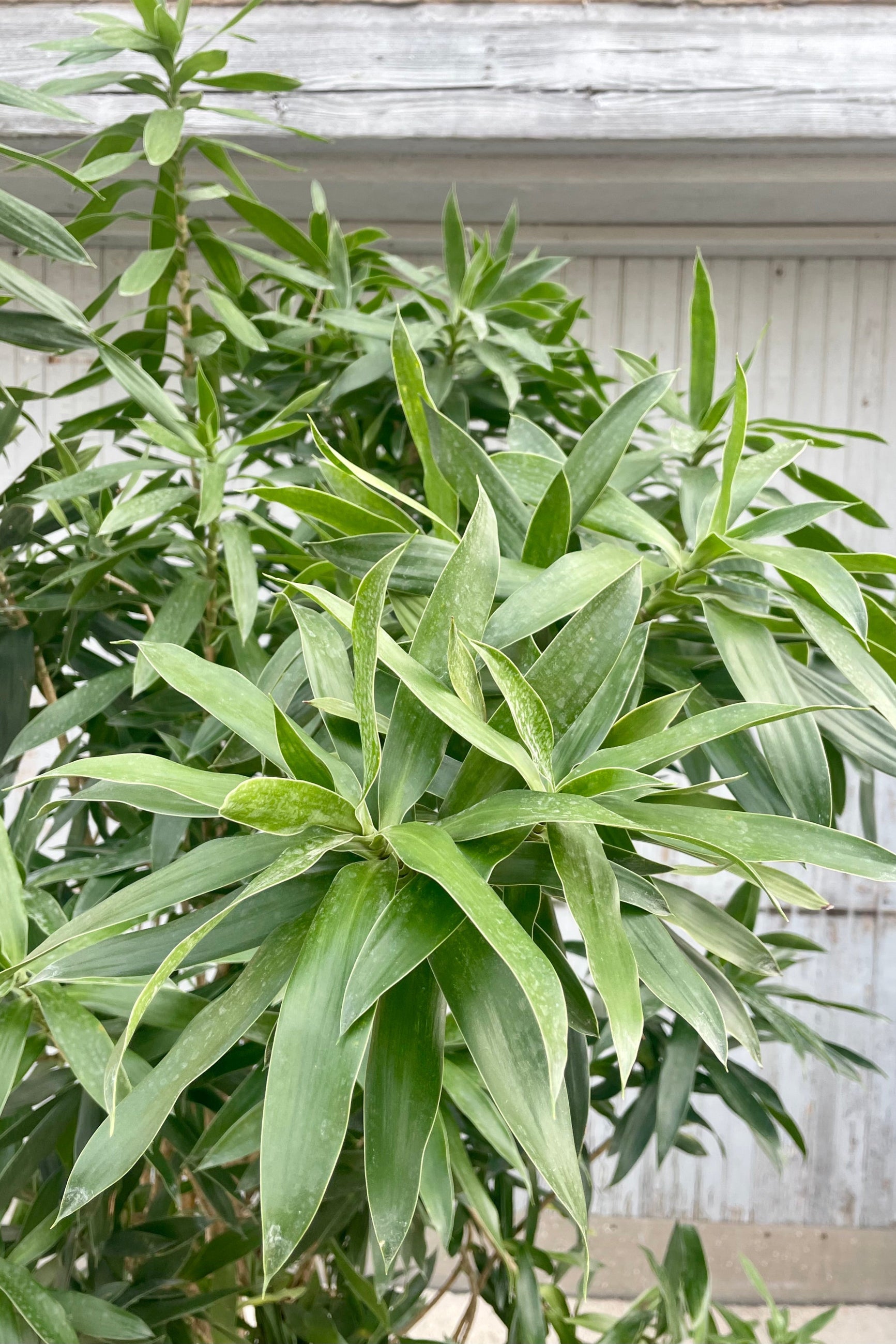 Close photo of the narrow deep green leaves of Dracaena reflexa in front of a gray wall. ©Sprout Home