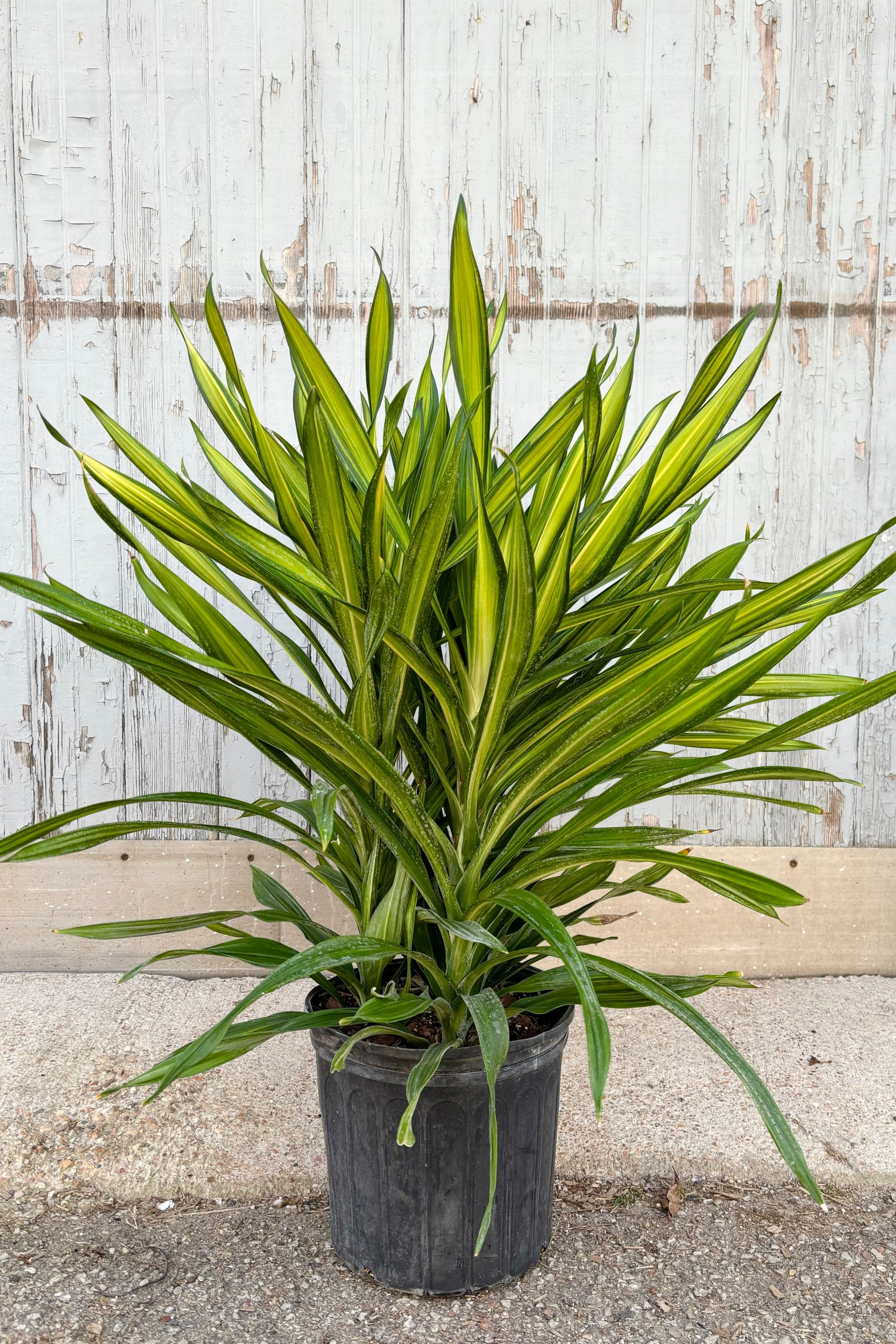 Draceana 'Rikki' tips plant featuring strappy, bright, yellowish green leaves with drak green stripes throughout against grey background at Sprout Home ©Sprout Home