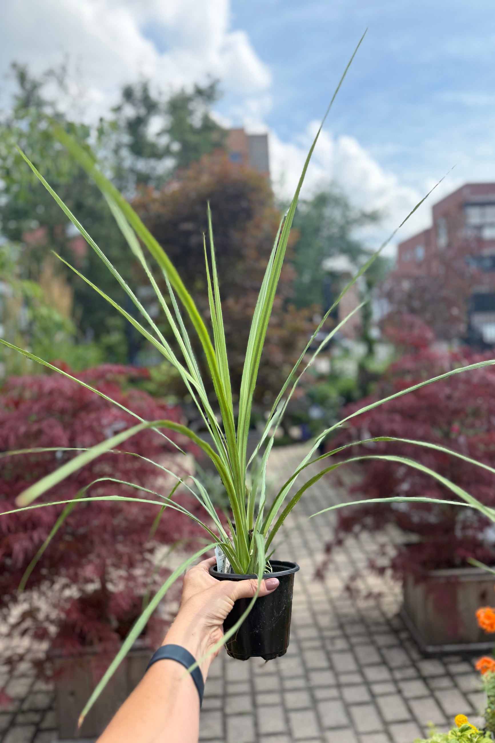 Person holding a Draceana spike in a 4" growers potwith a blurred background of trees and buildings ©Sprout Home